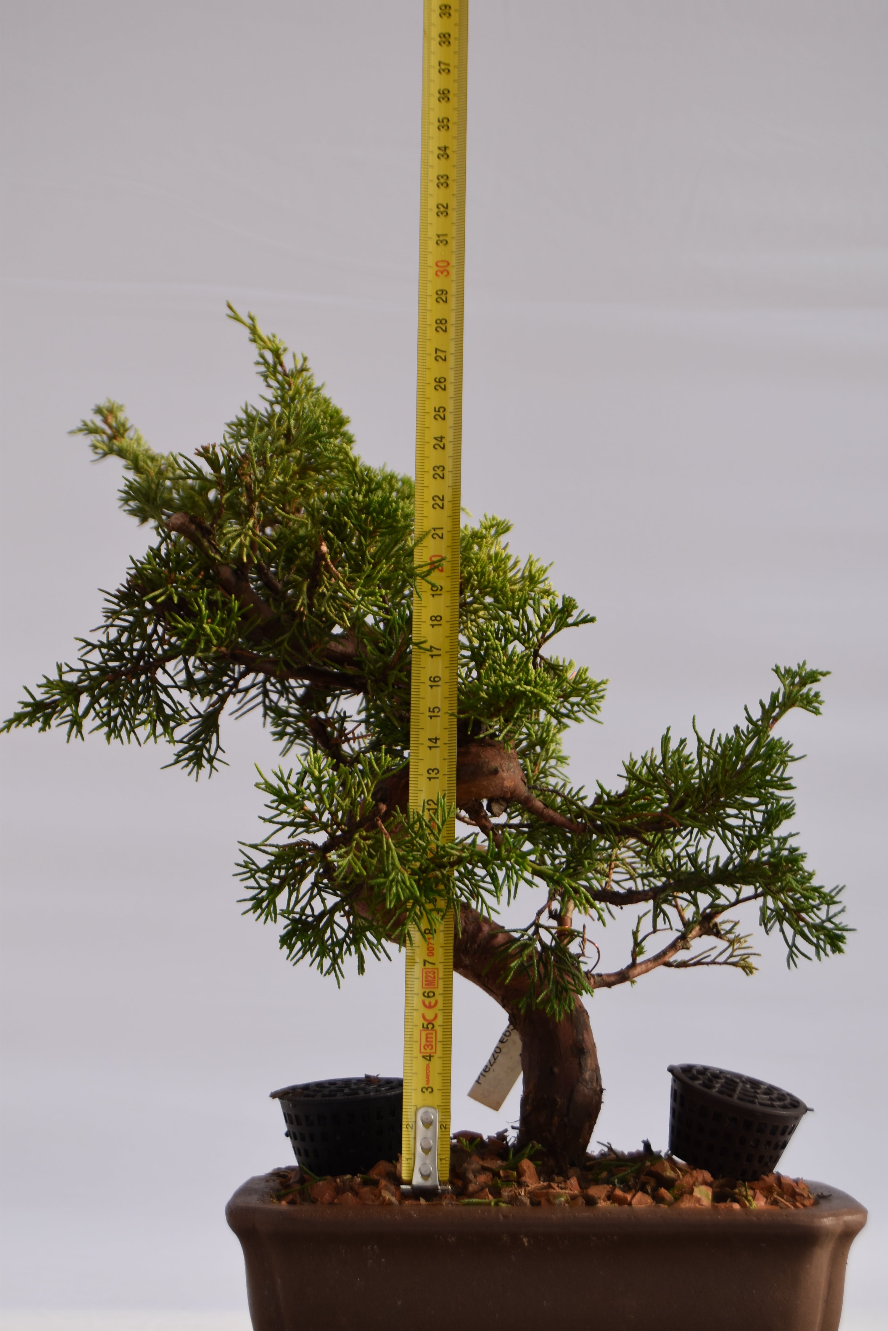 Ginepro Itoigawa €700 | La Gemma del bonsai