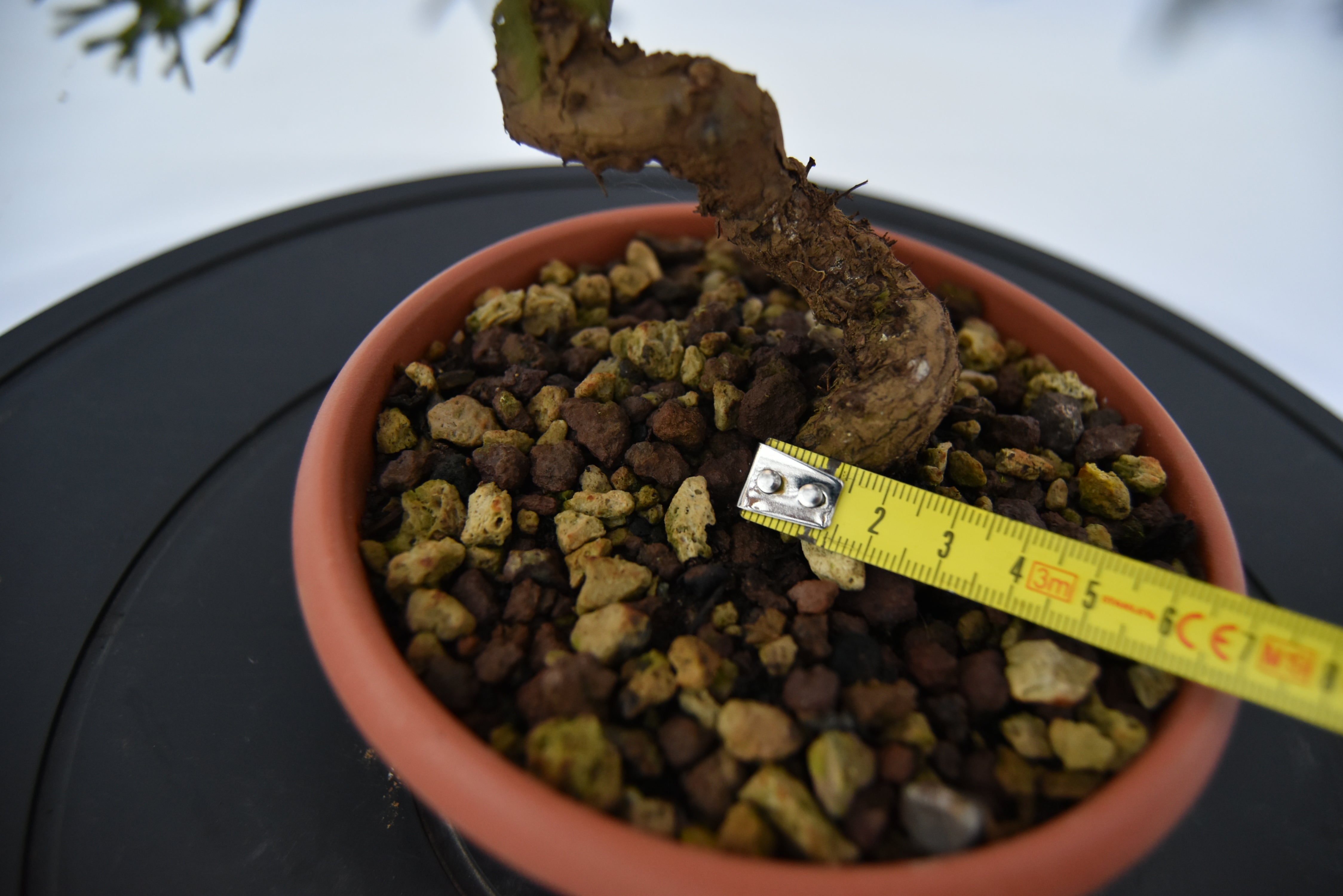 Ginepro Itoigawa € 40 | La Gemma del bonsai