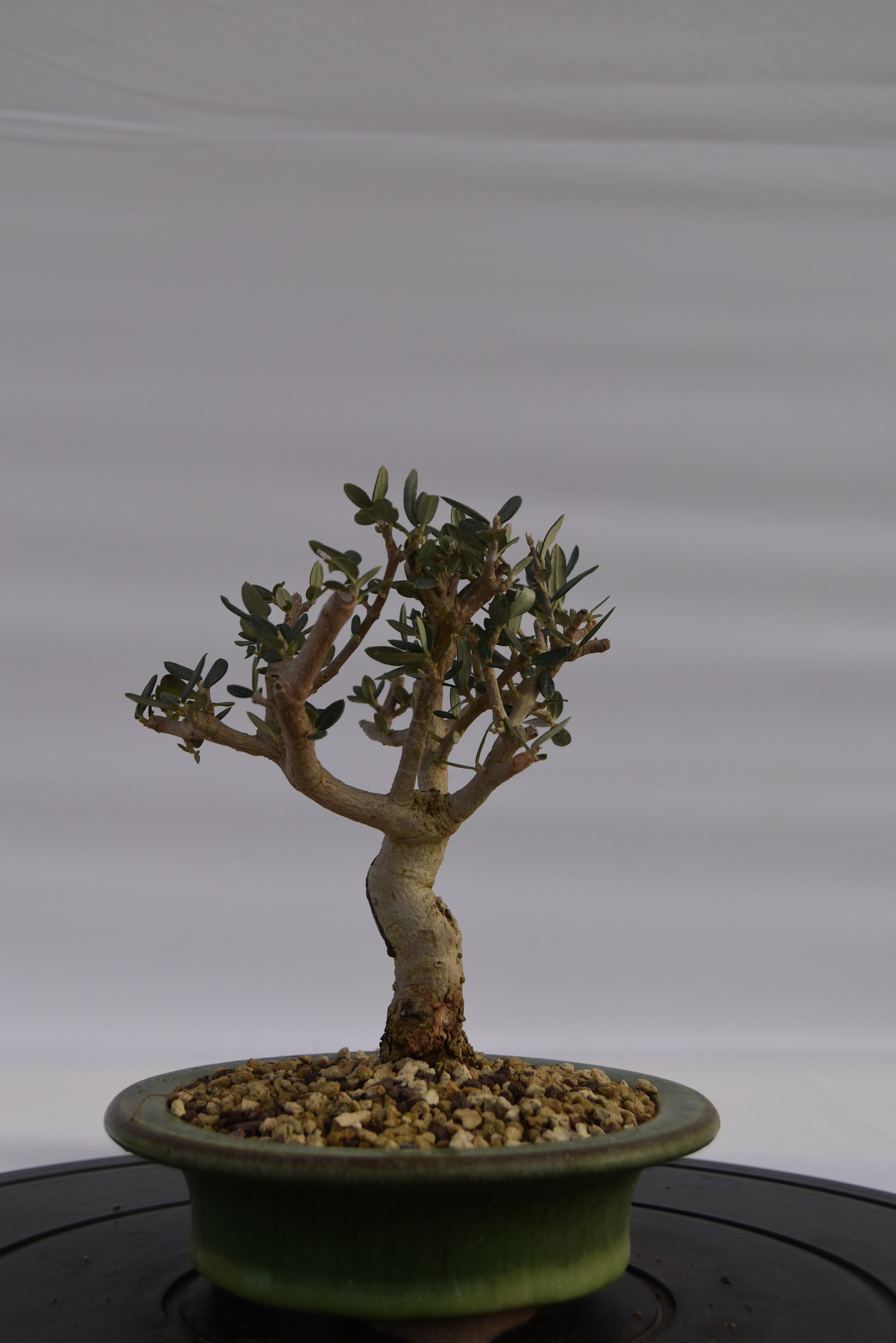 Olivastro € 150 | La Gemma del bonsai
