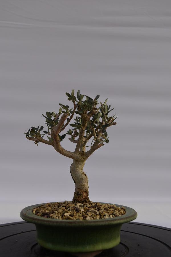 Olivastro € 150 | La Gemma del bonsai