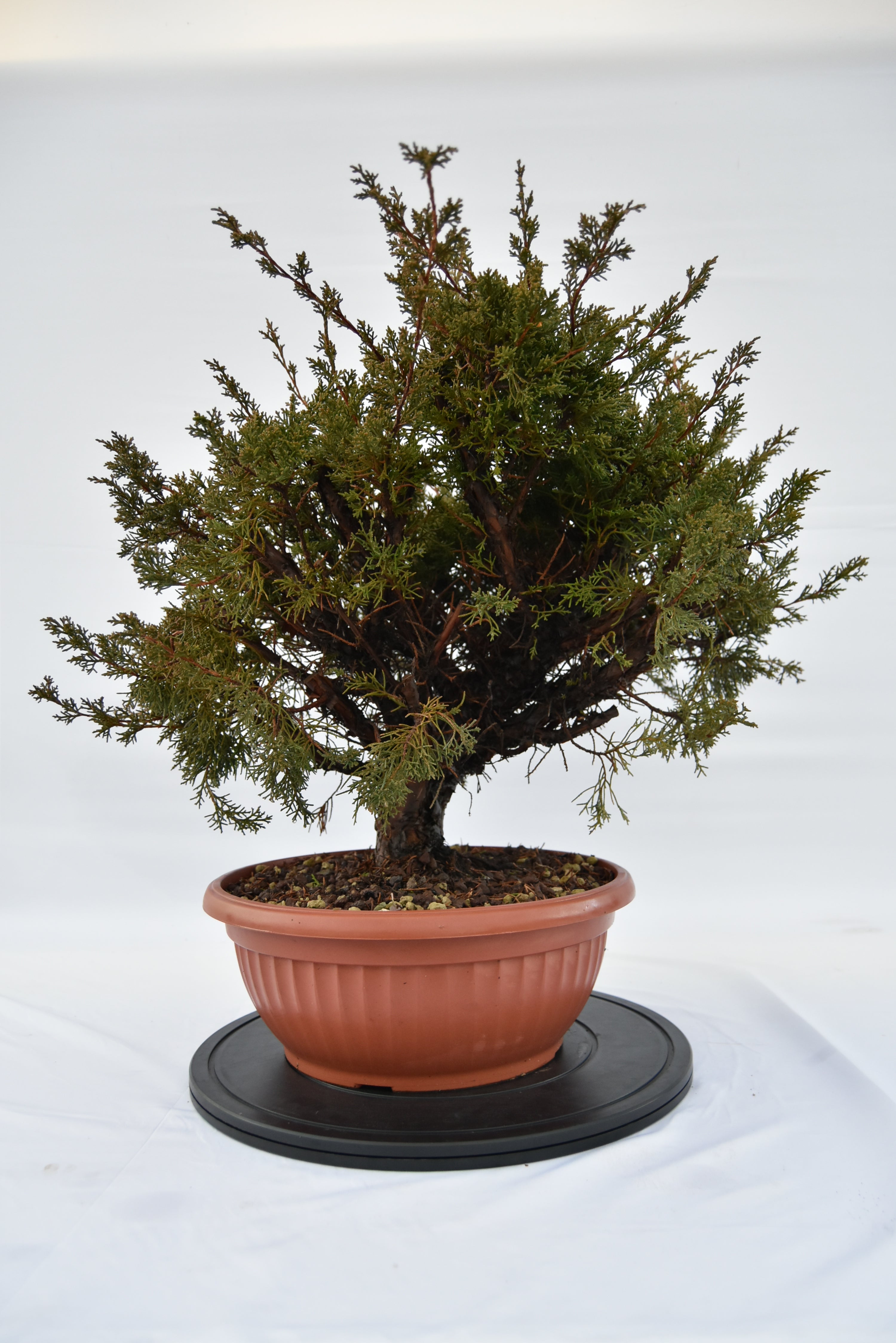 Ginepro Kishu € 380 | La Gemma del bonsai