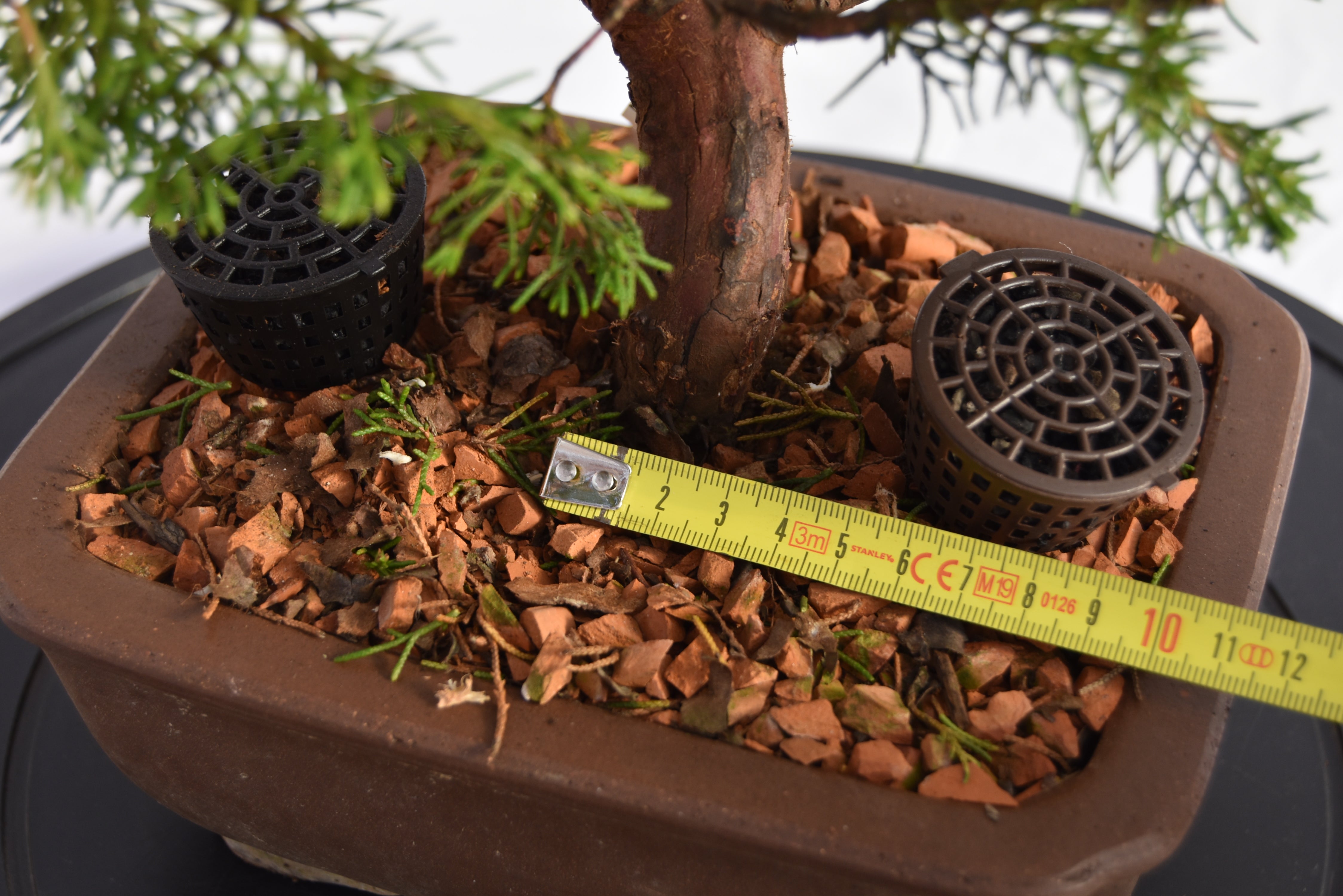 Ginepro Itoigawa €700 | La Gemma del bonsai