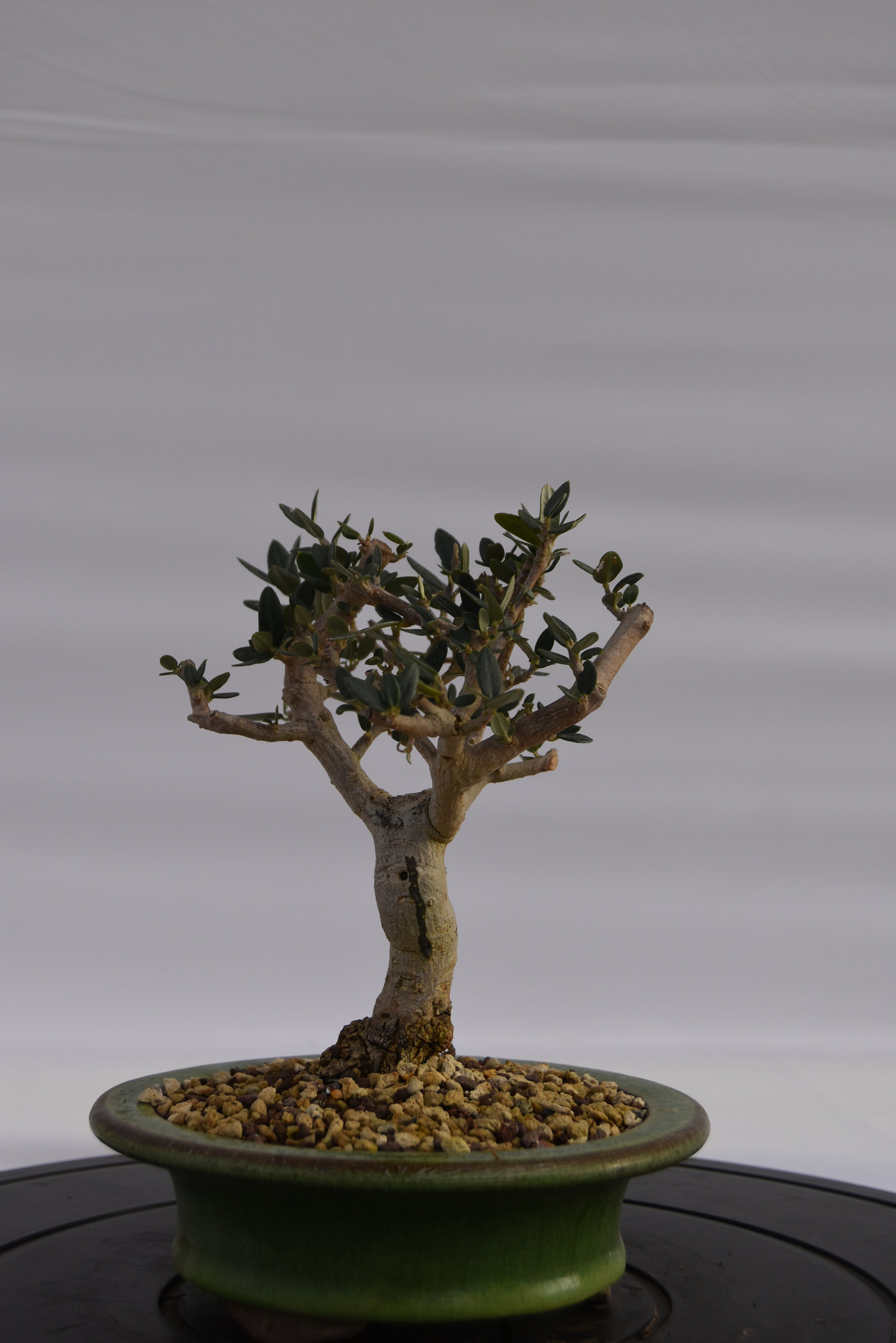 Olivastro € 150 | La Gemma del bonsai
