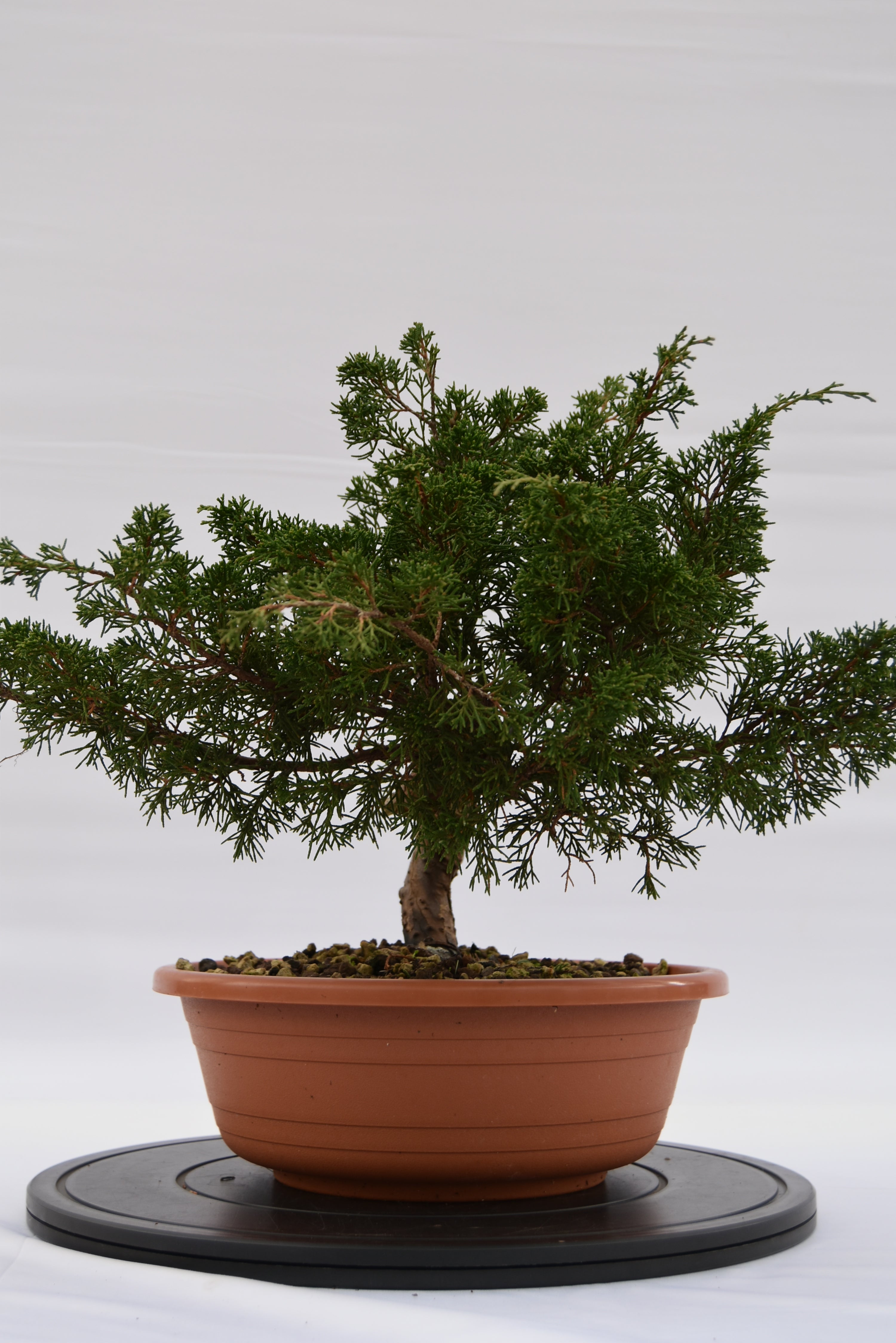 Ginepro Itoigawa € 250 | La Gemma del bonsai