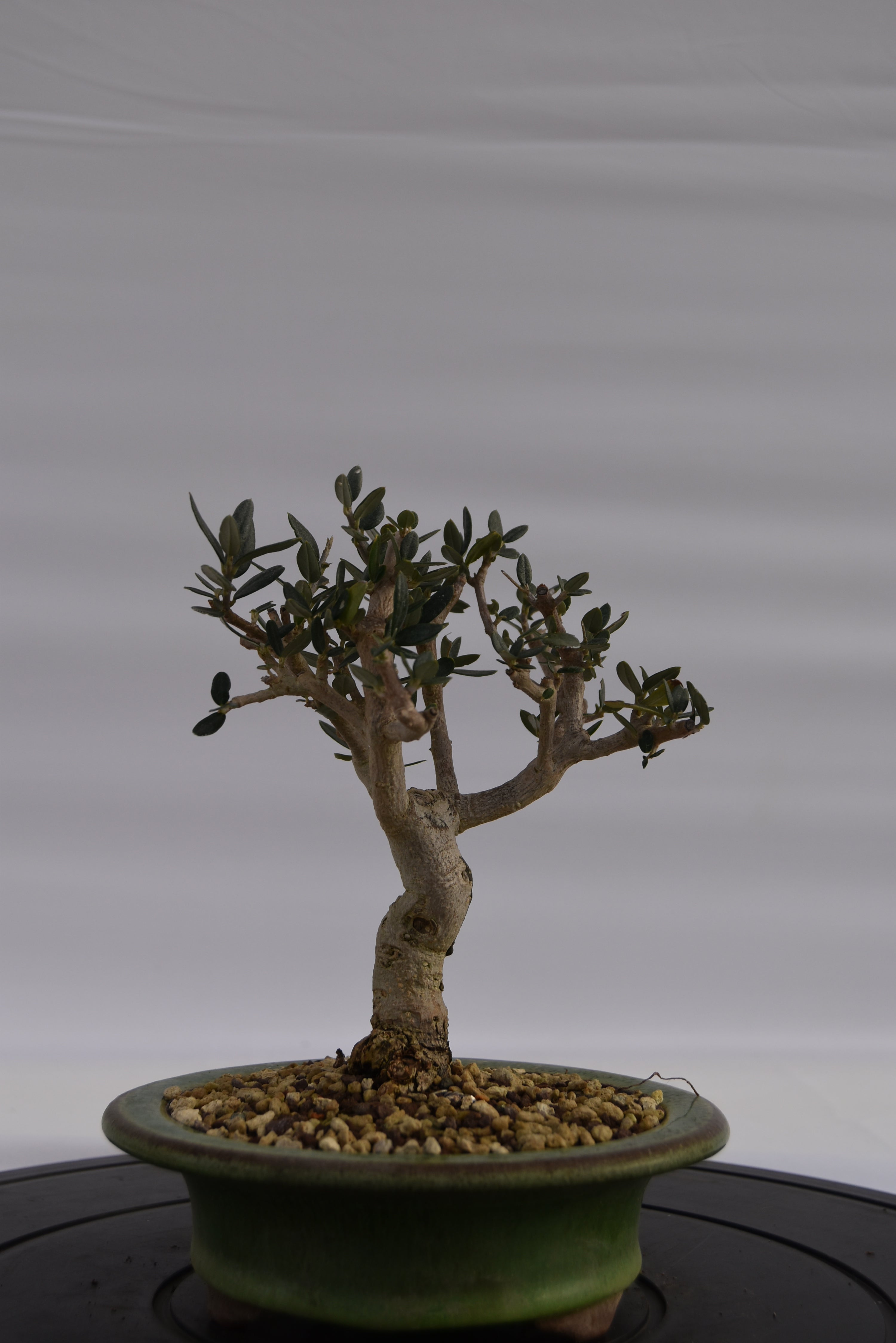 Olivastro € 150 | La Gemma del bonsai