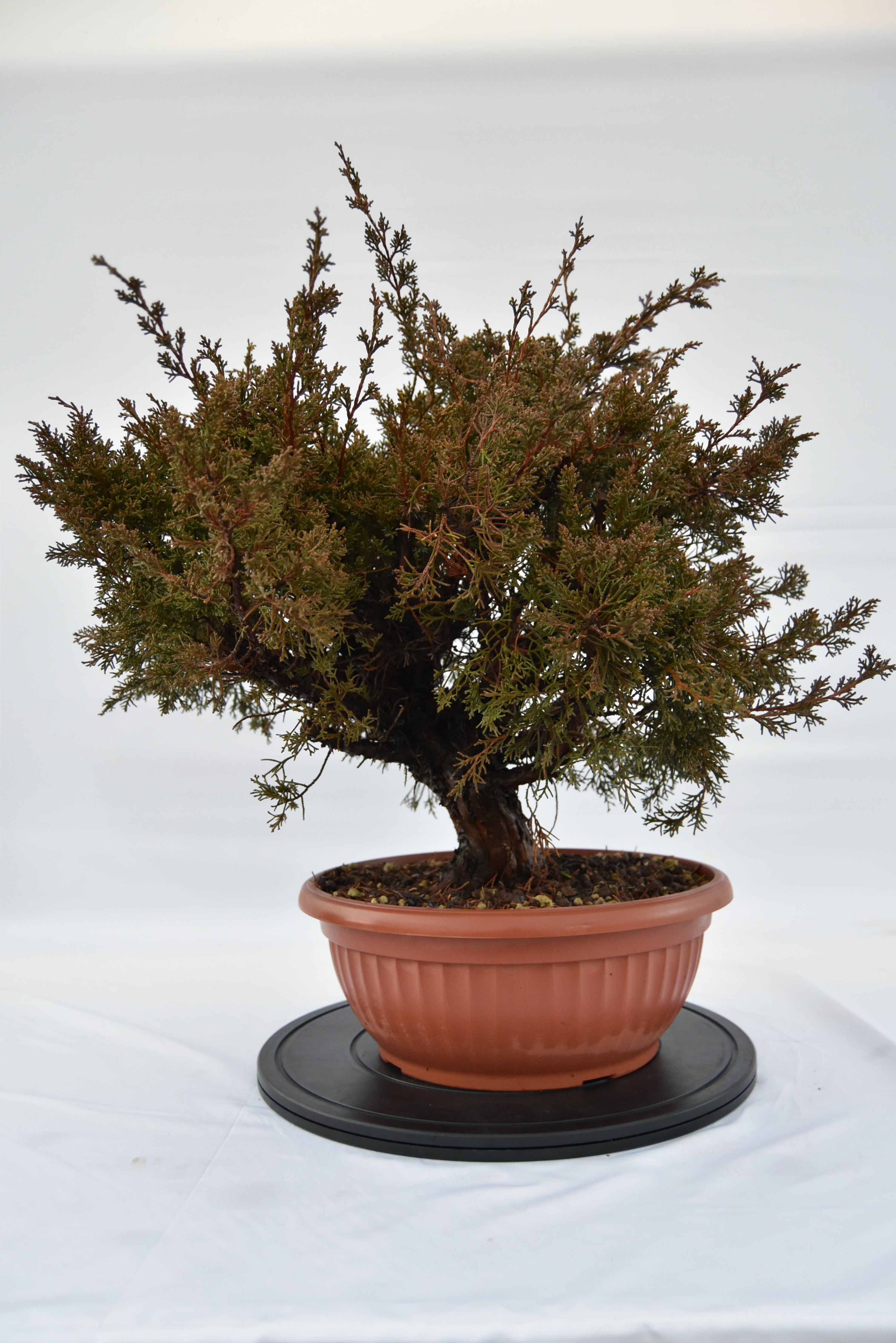 Ginepro Kishu € 380 | La Gemma del bonsai