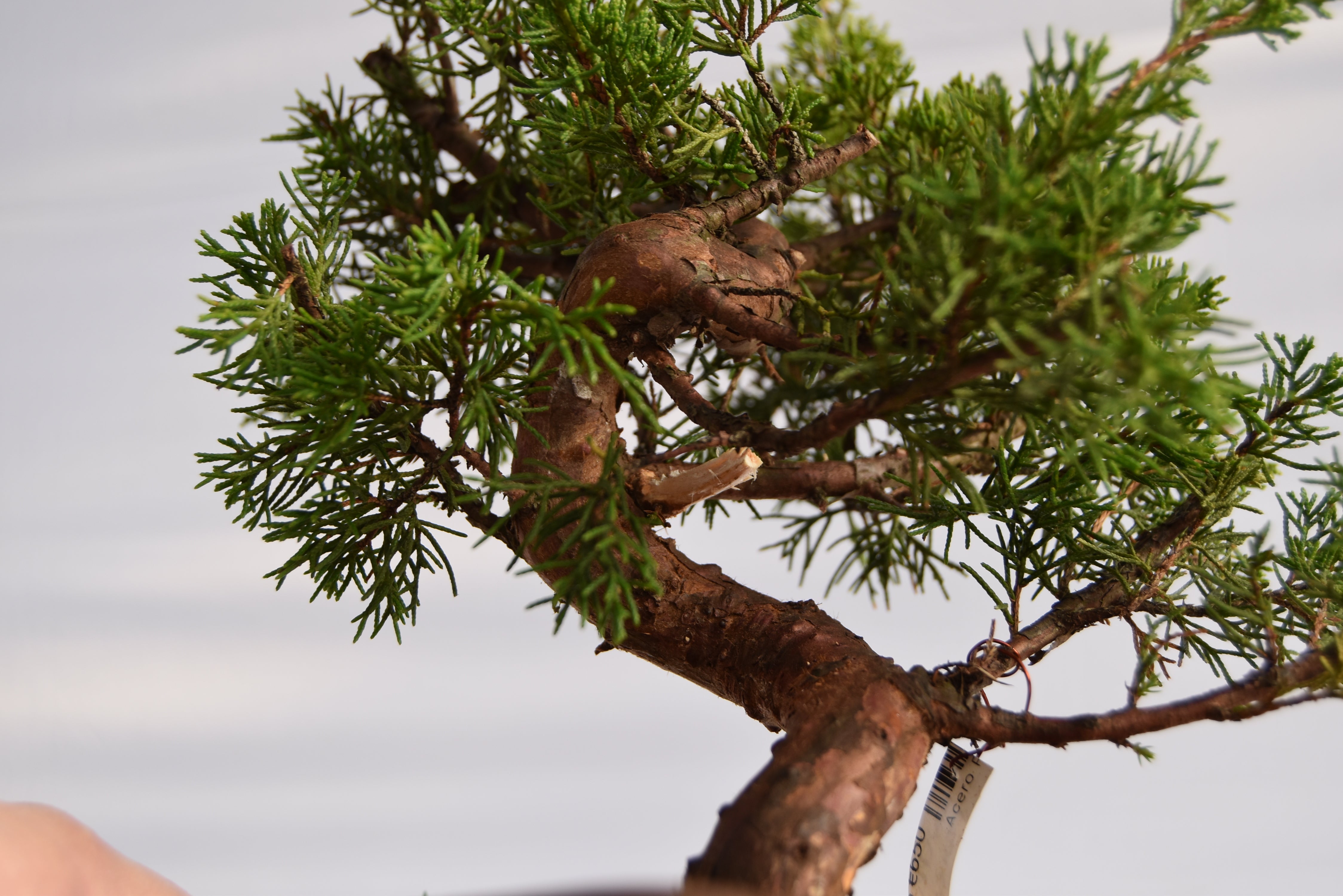 Ginepro Itoigawa €700 | La Gemma del bonsai