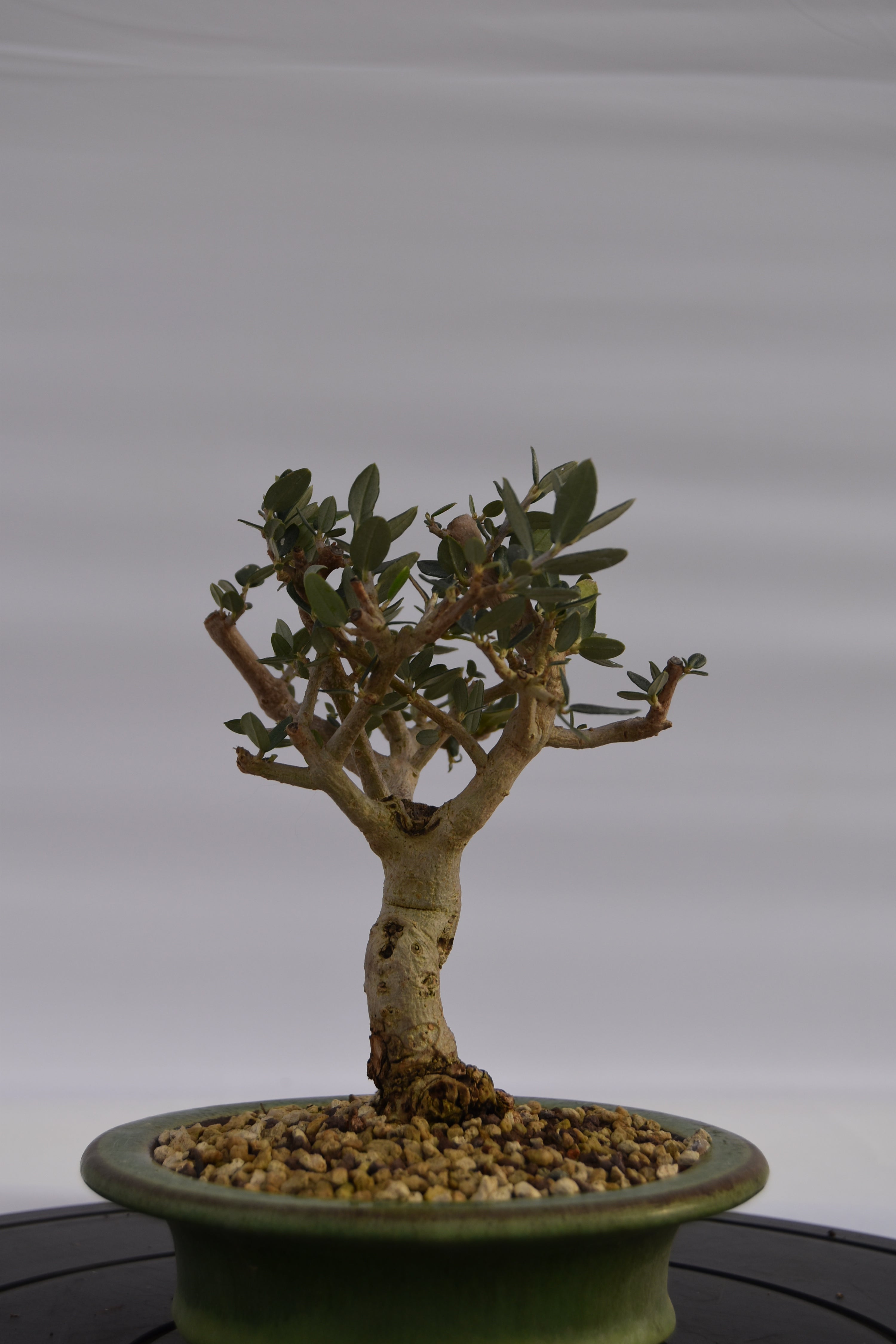 Olivastro € 150 | La Gemma del bonsai