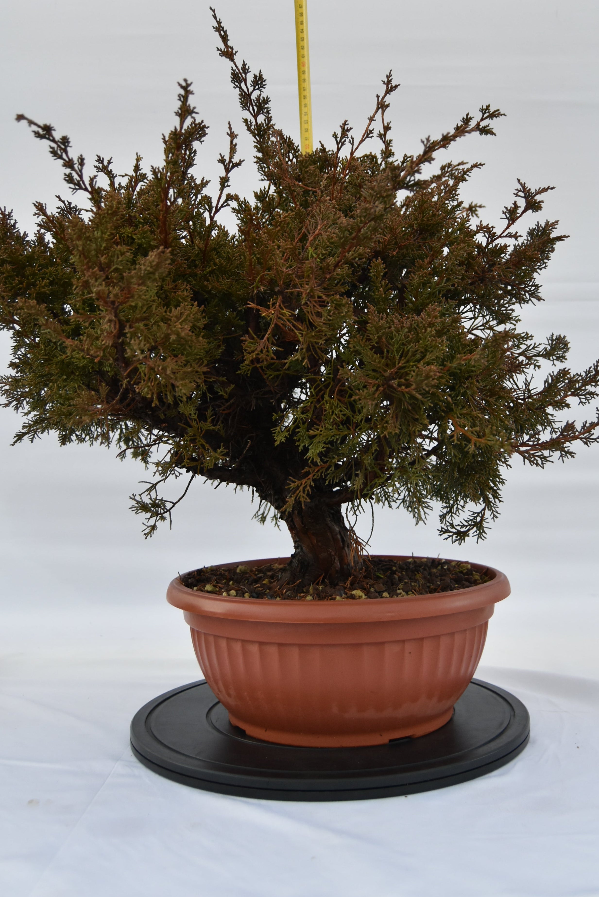 Ginepro Kishu € 380 | La Gemma del bonsai