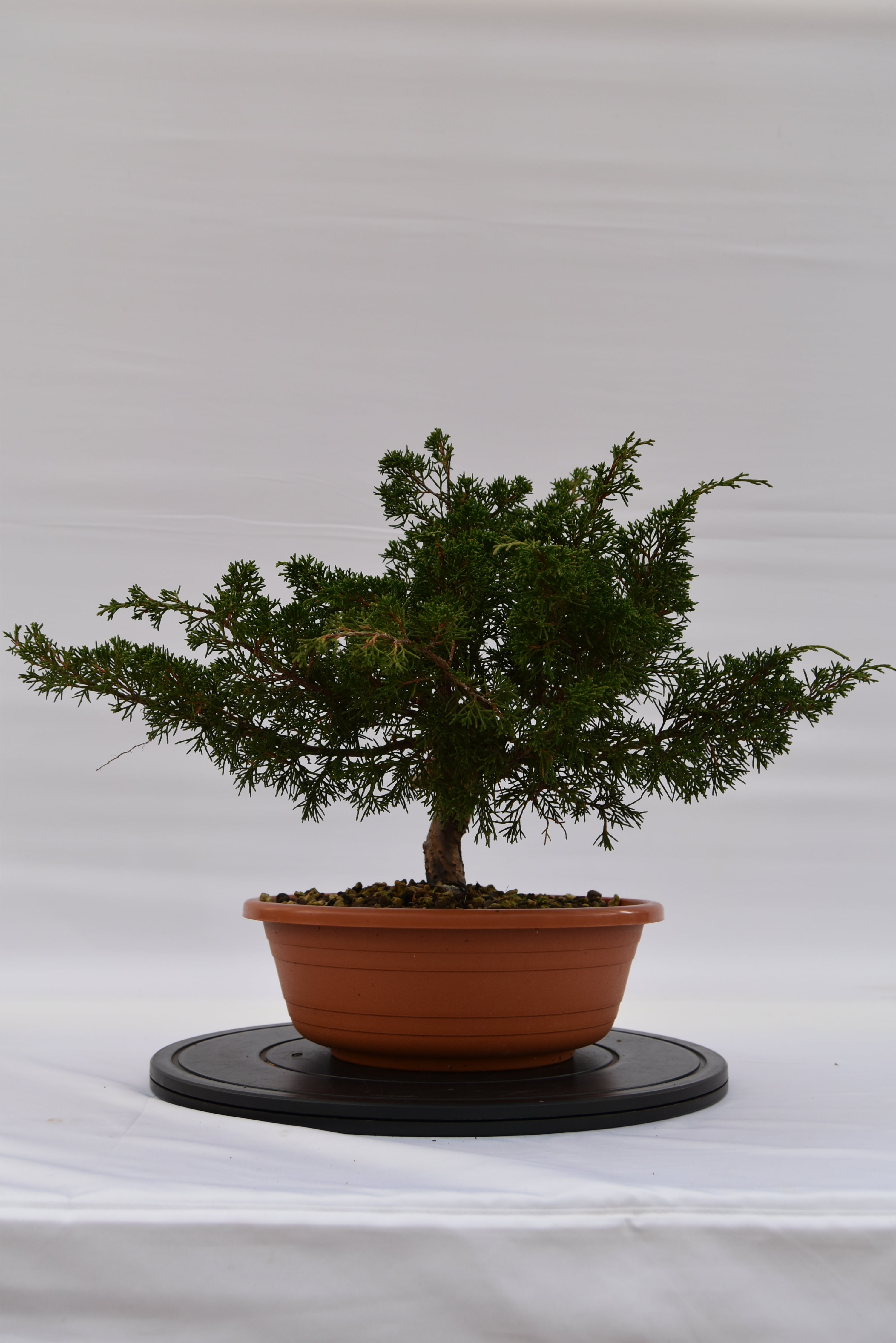 Ginepro Itoigawa € 250 | La Gemma del bonsai