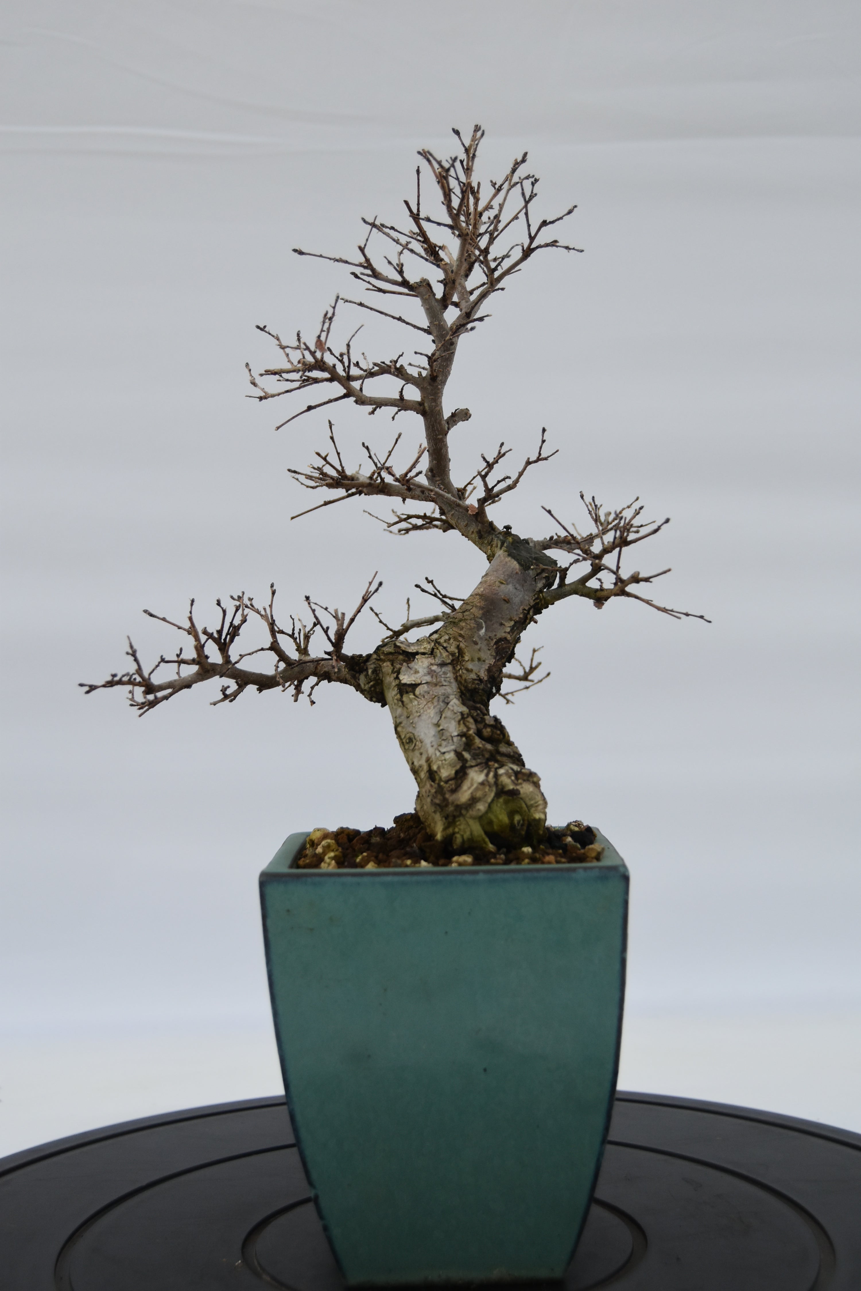 Olmo Campestre € 150 | La Gemma del bonsai