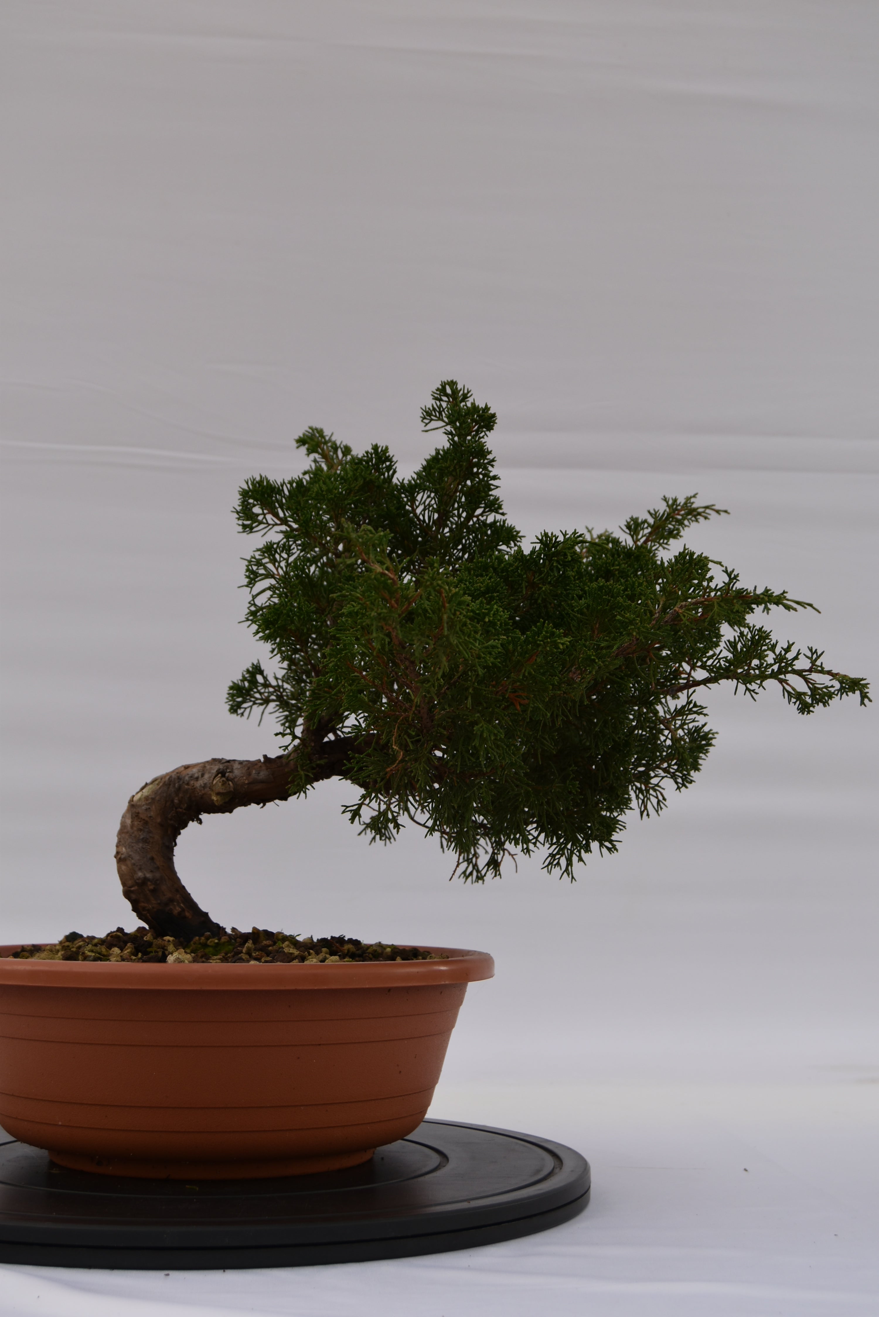 Ginepro Itoigawa € 250 | La Gemma del bonsai