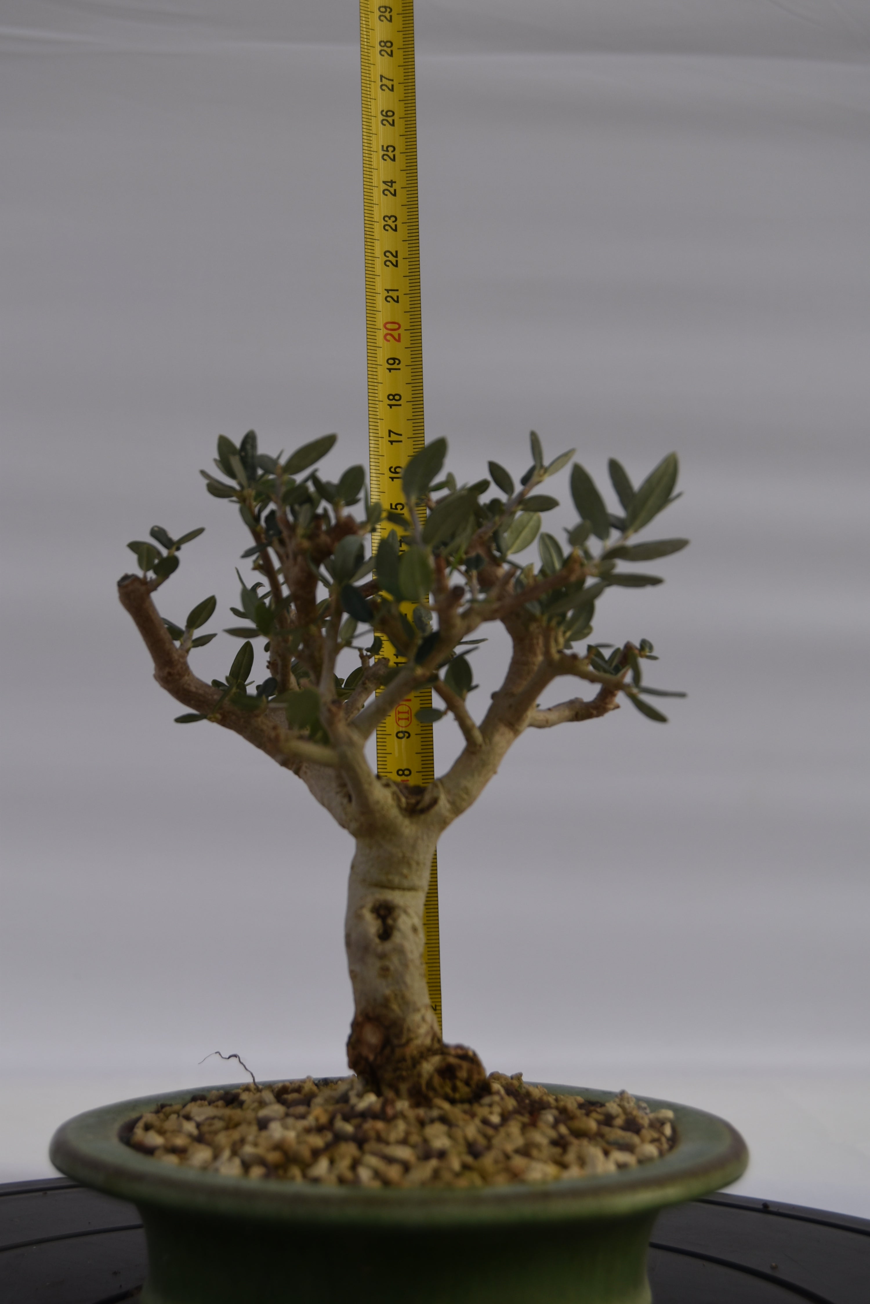 Olivastro € 150 | La Gemma del bonsai