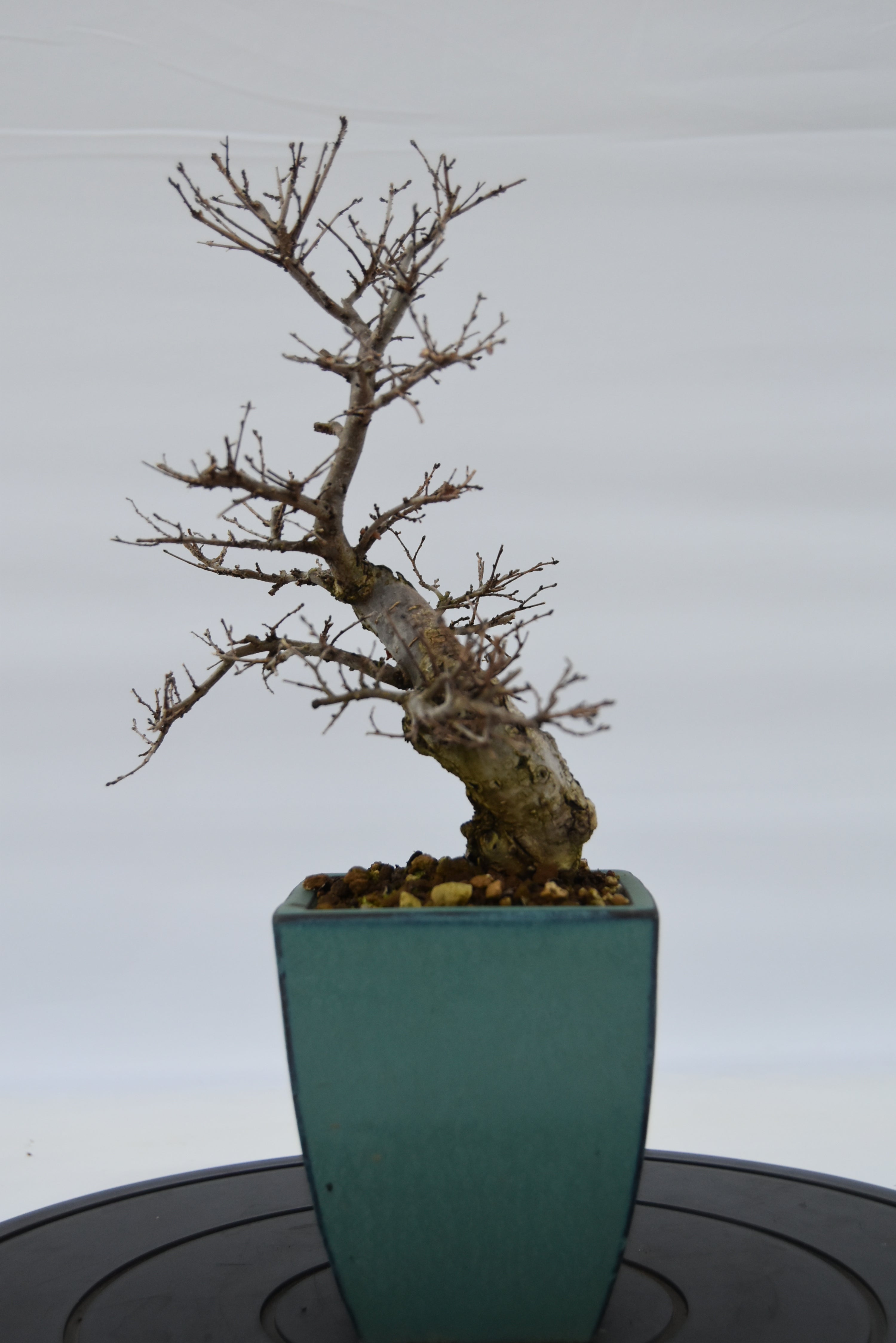 Olmo Campestre € 150 | La Gemma del bonsai
