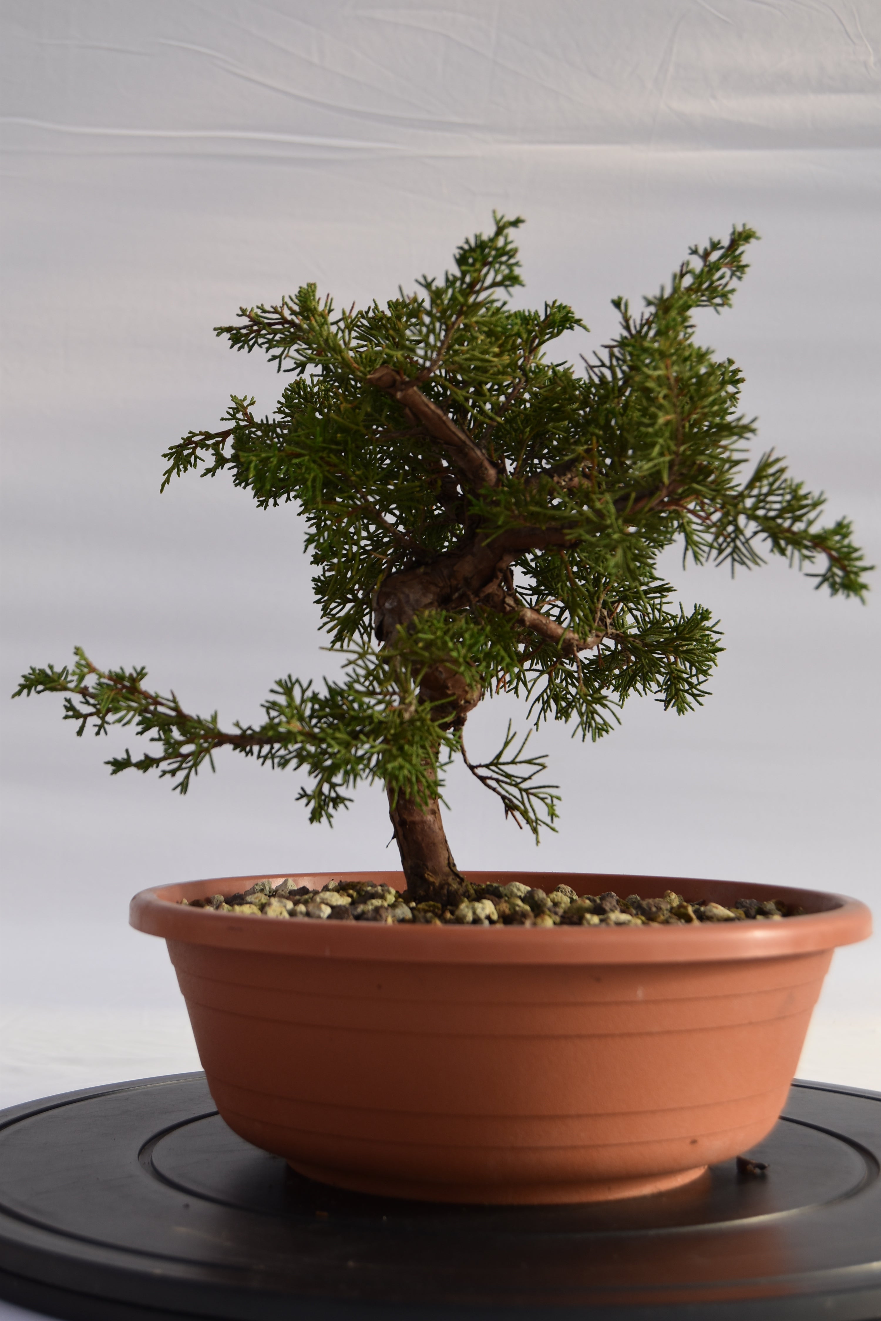 Ginepro Itoigawa € 50 | La Gemma del bonsai