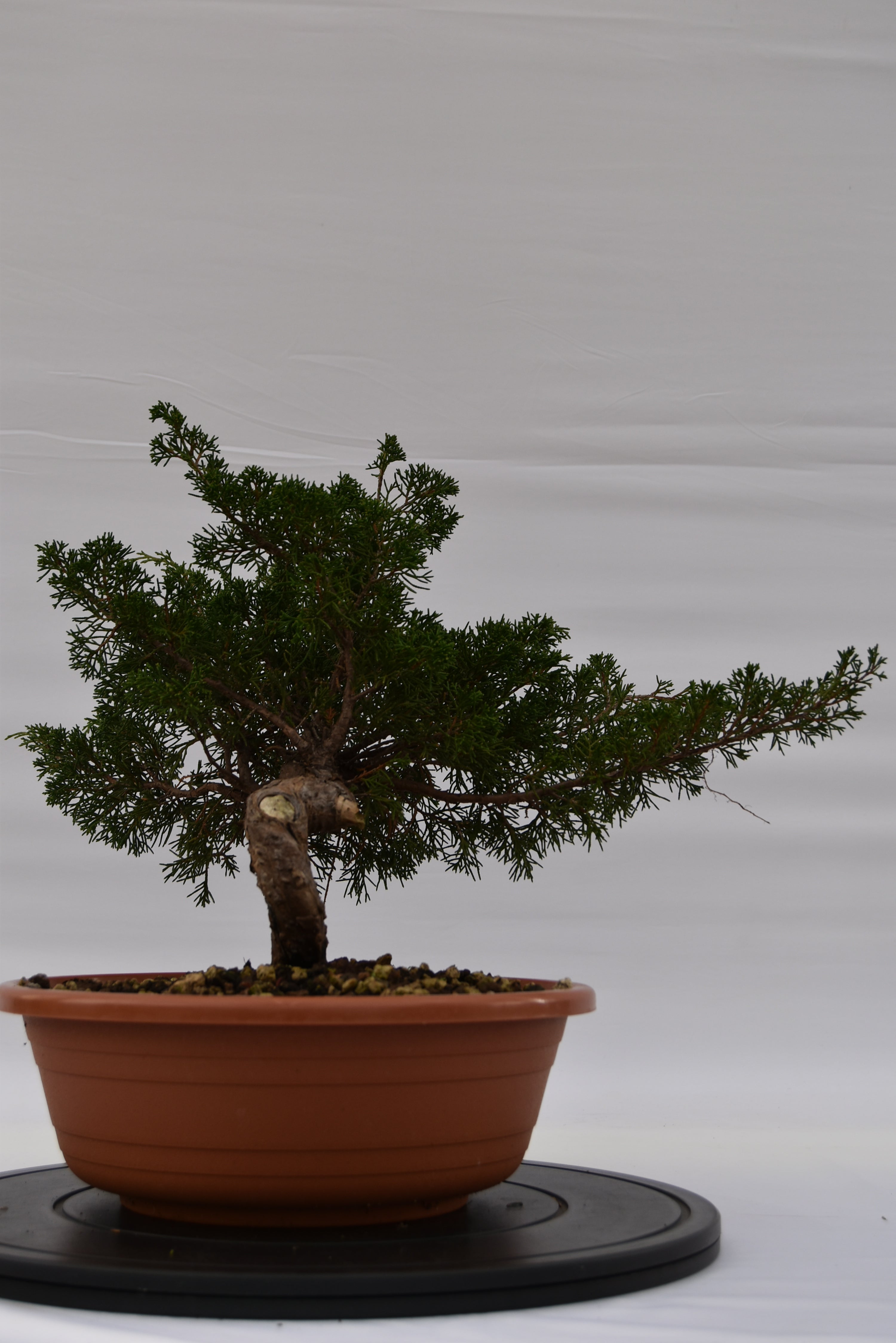 Ginepro Itoigawa € 250 | La Gemma del bonsai
