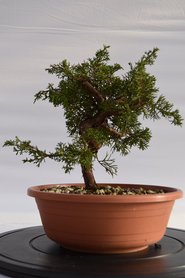 Ginepro Itoigawa € 50 | La Gemma del bonsai