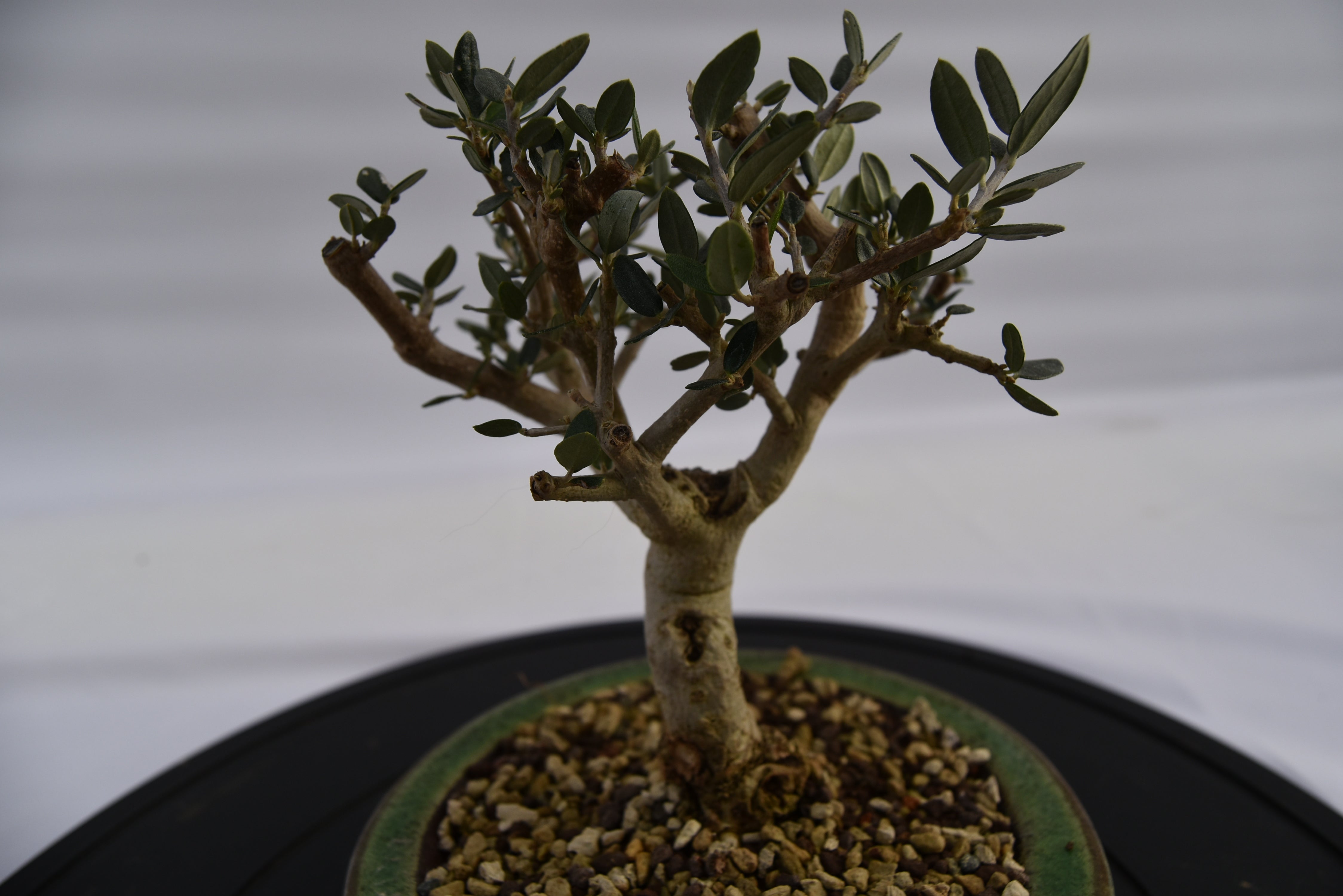 Olivastro € 150 | La Gemma del bonsai