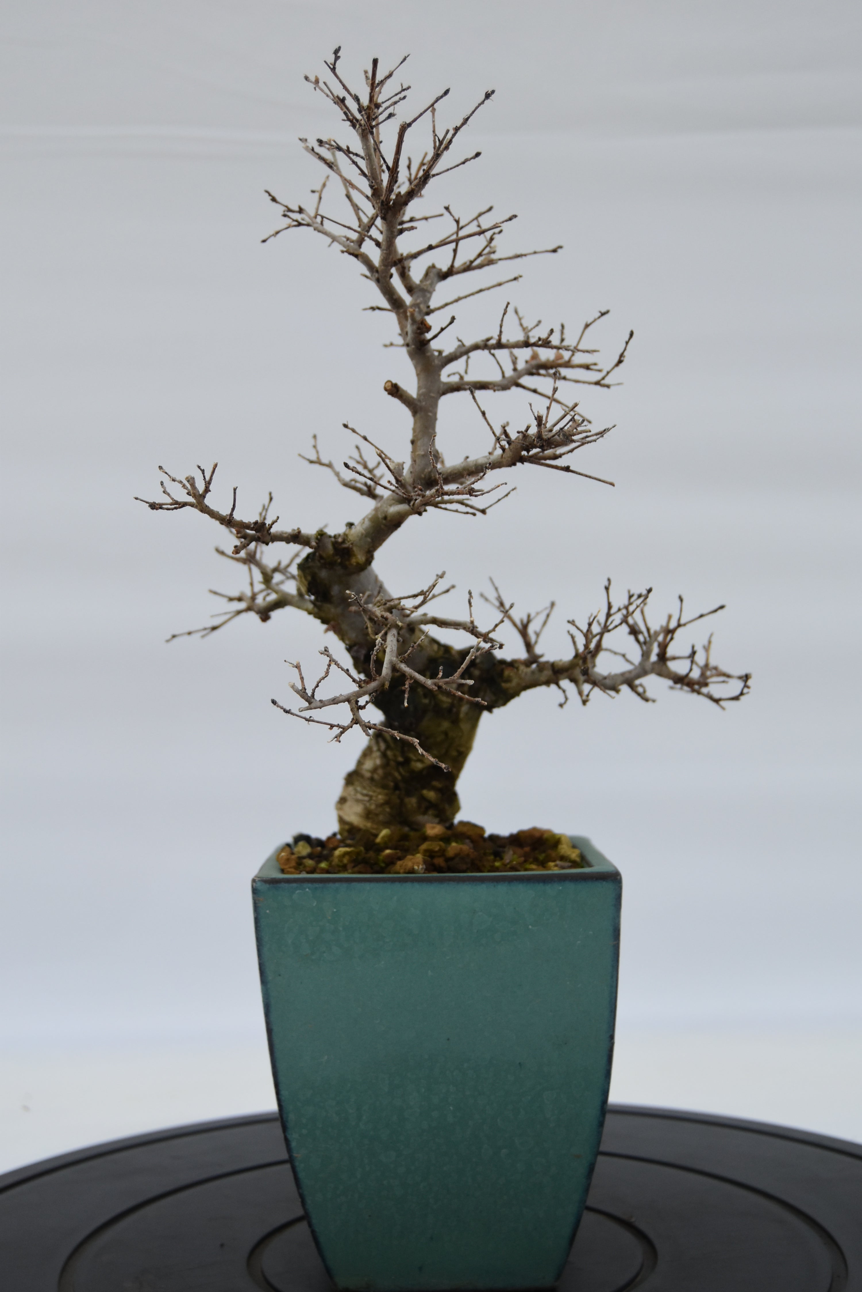 Olmo Campestre € 150 | La Gemma del bonsai
