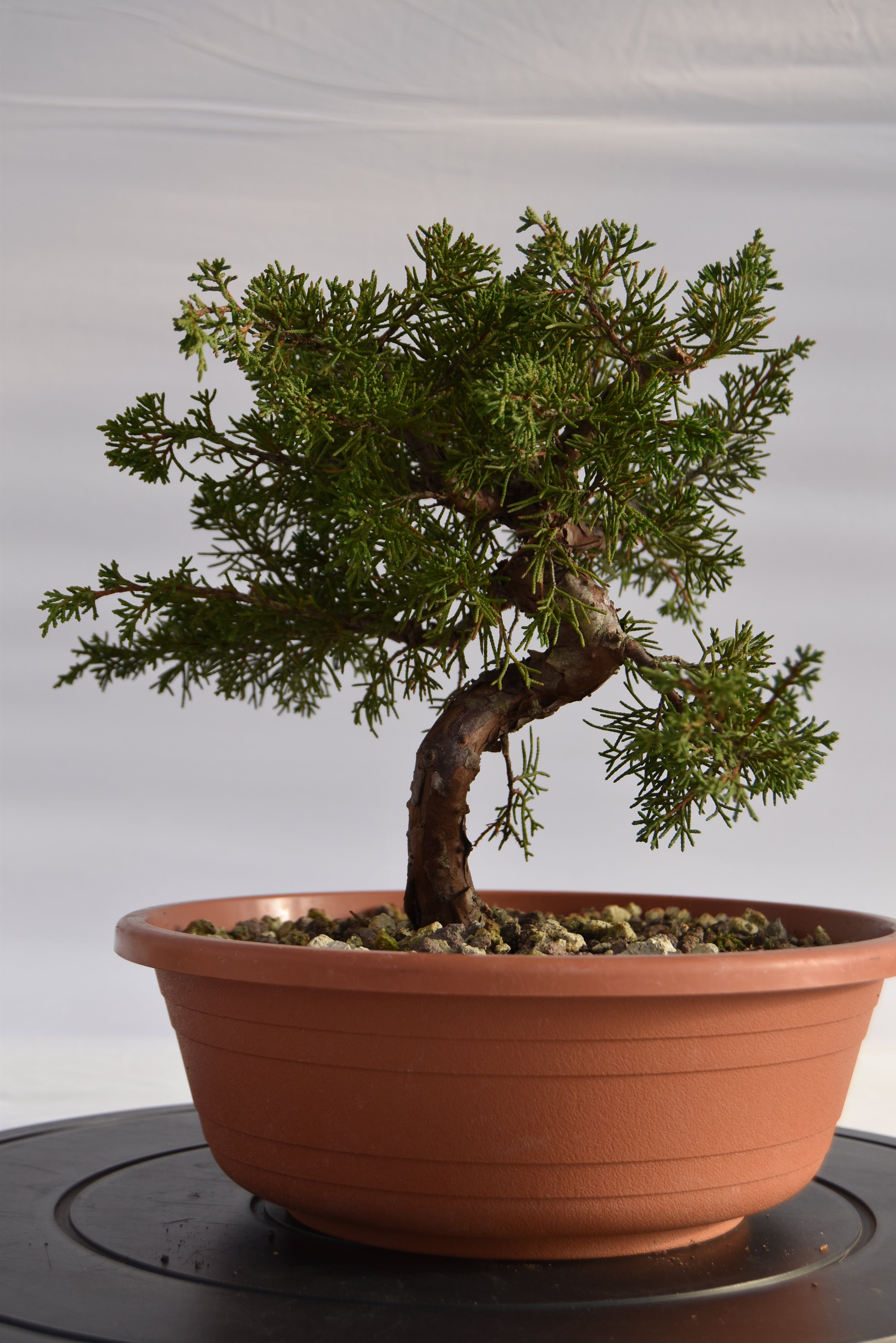 Ginepro Itoigawa € 50 | La Gemma del bonsai