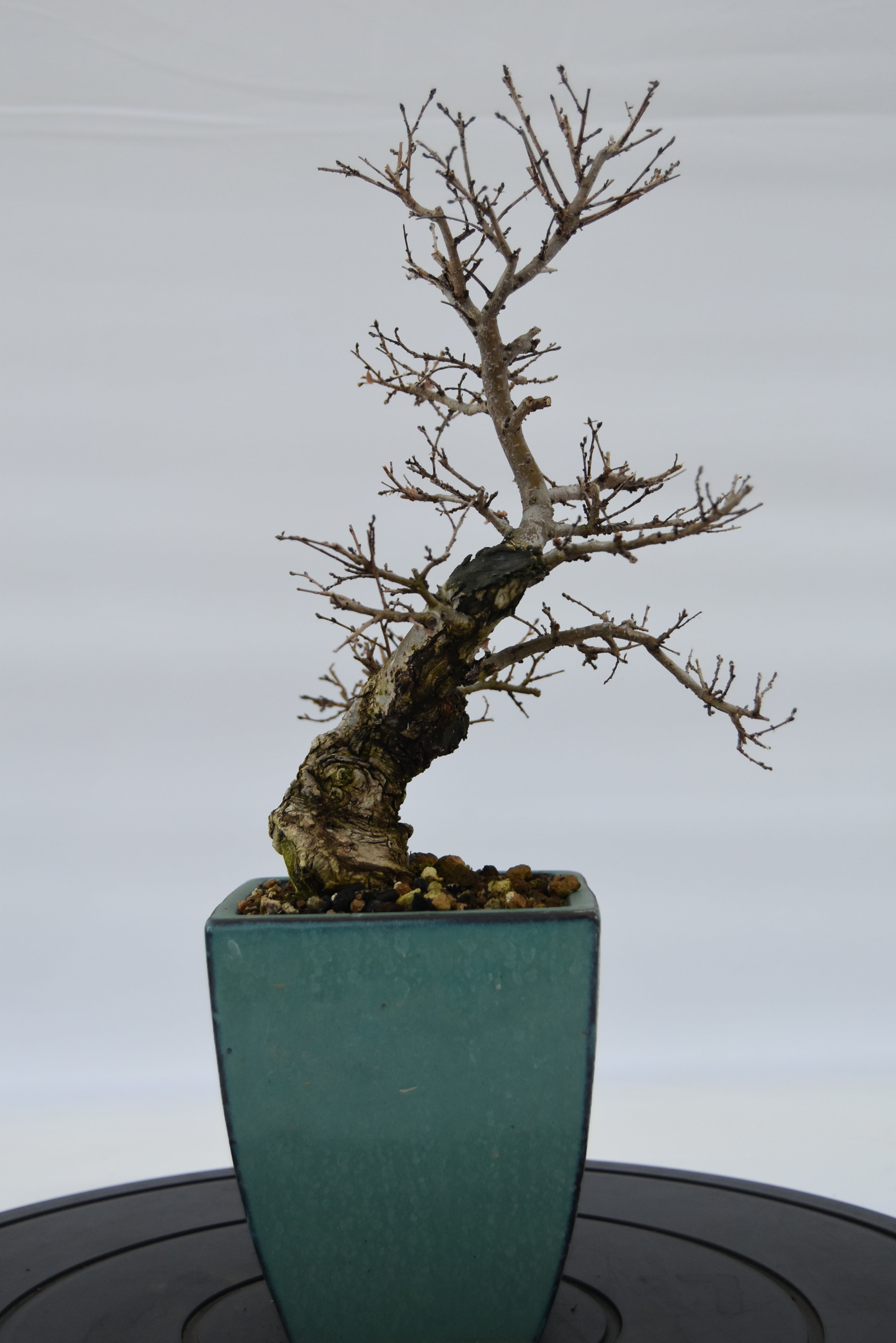 Olmo Campestre € 150 | La Gemma del bonsai