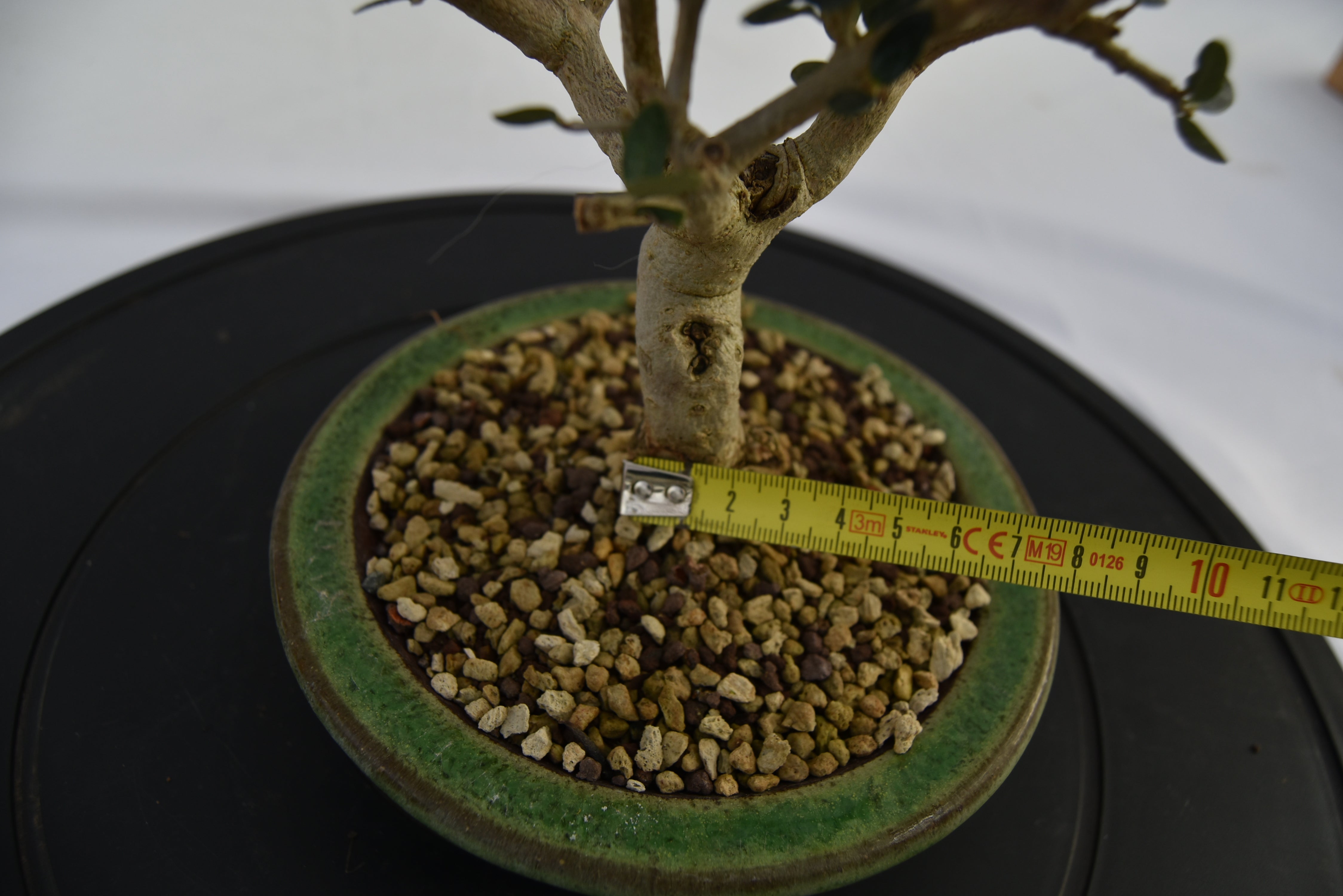 Olivastro € 150 | La Gemma del bonsai