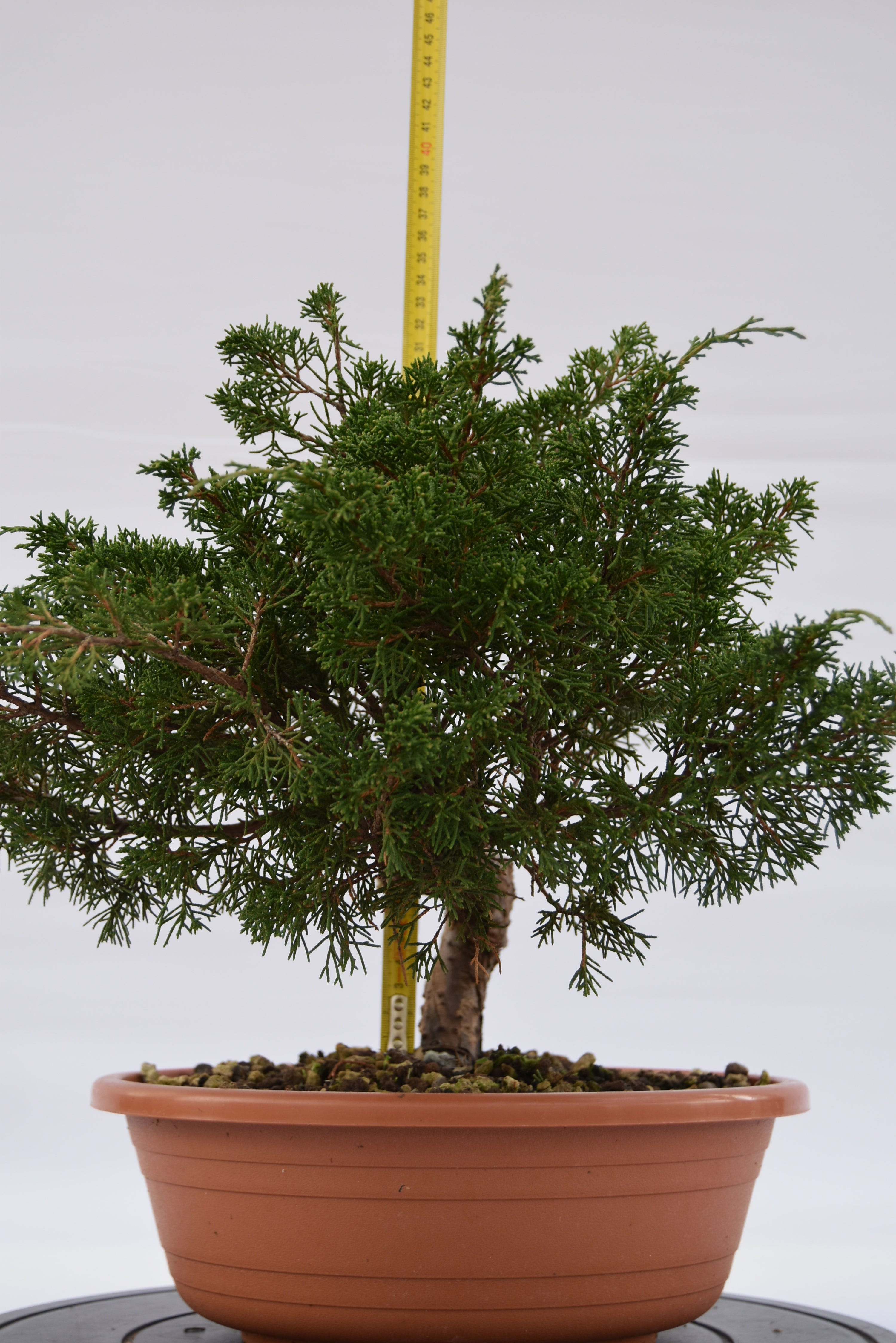 Ginepro Itoigawa € 250 | La Gemma del bonsai