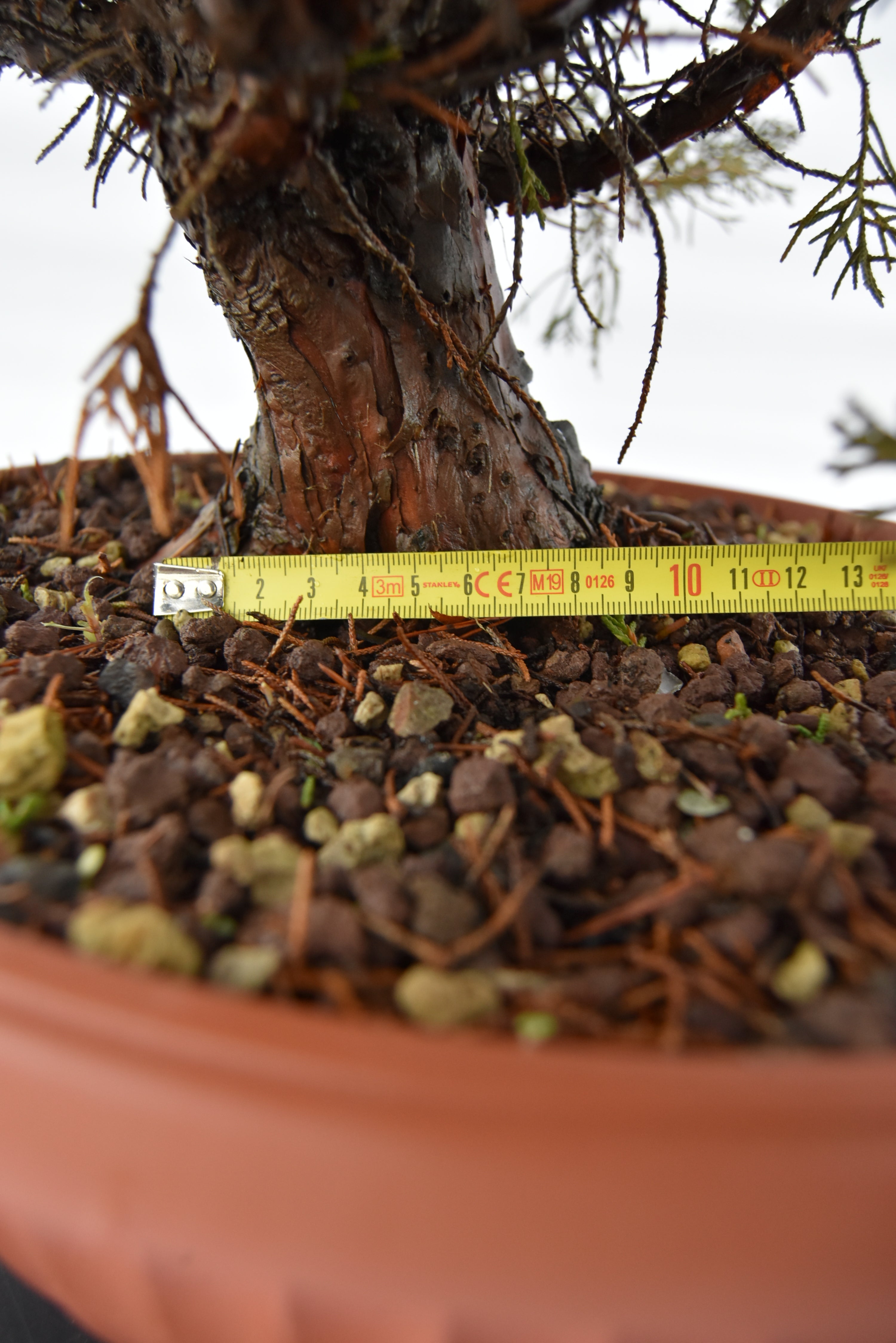 Ginepro Kishu € 380 | La Gemma del bonsai