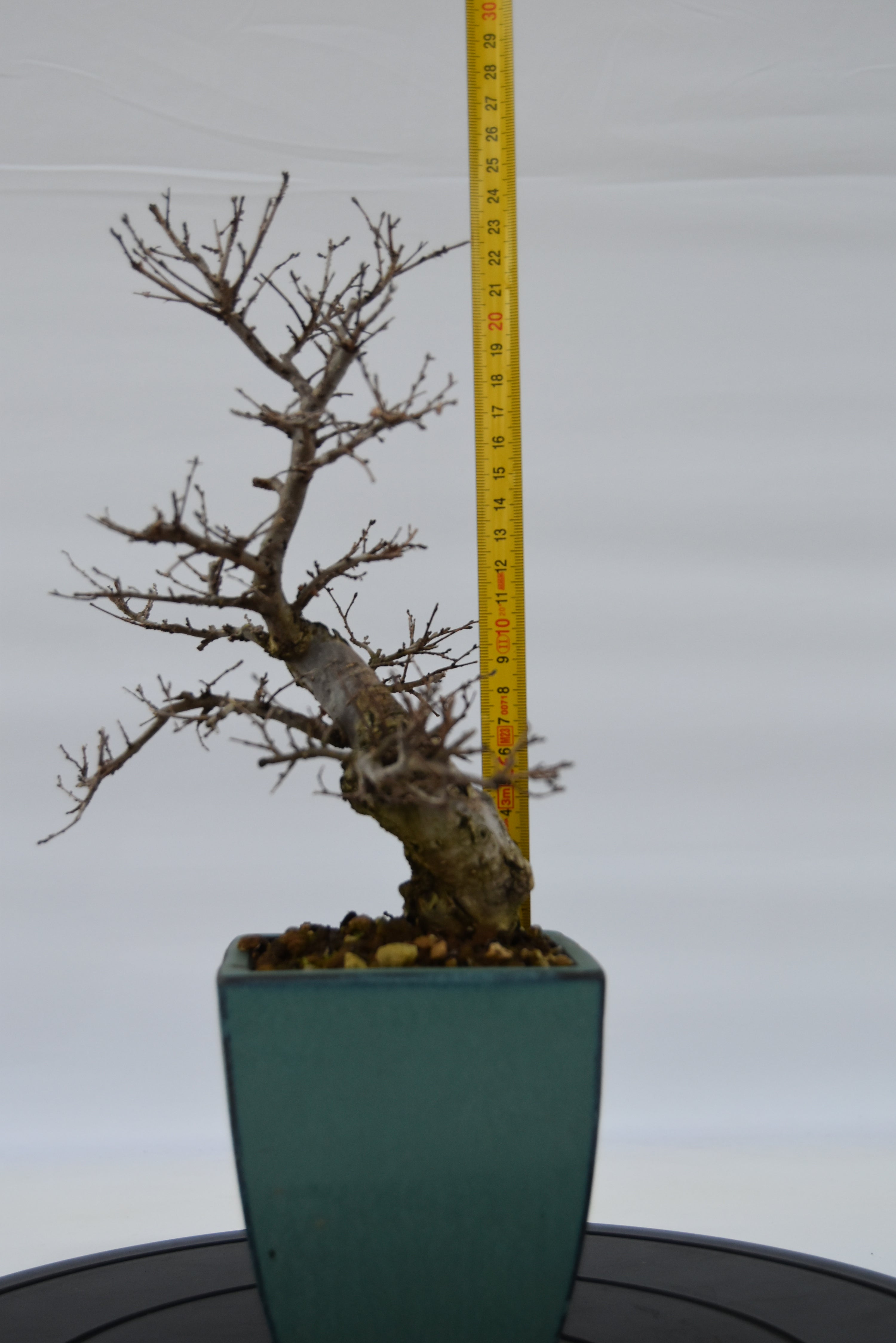 Olmo Campestre € 150 | La Gemma del bonsai