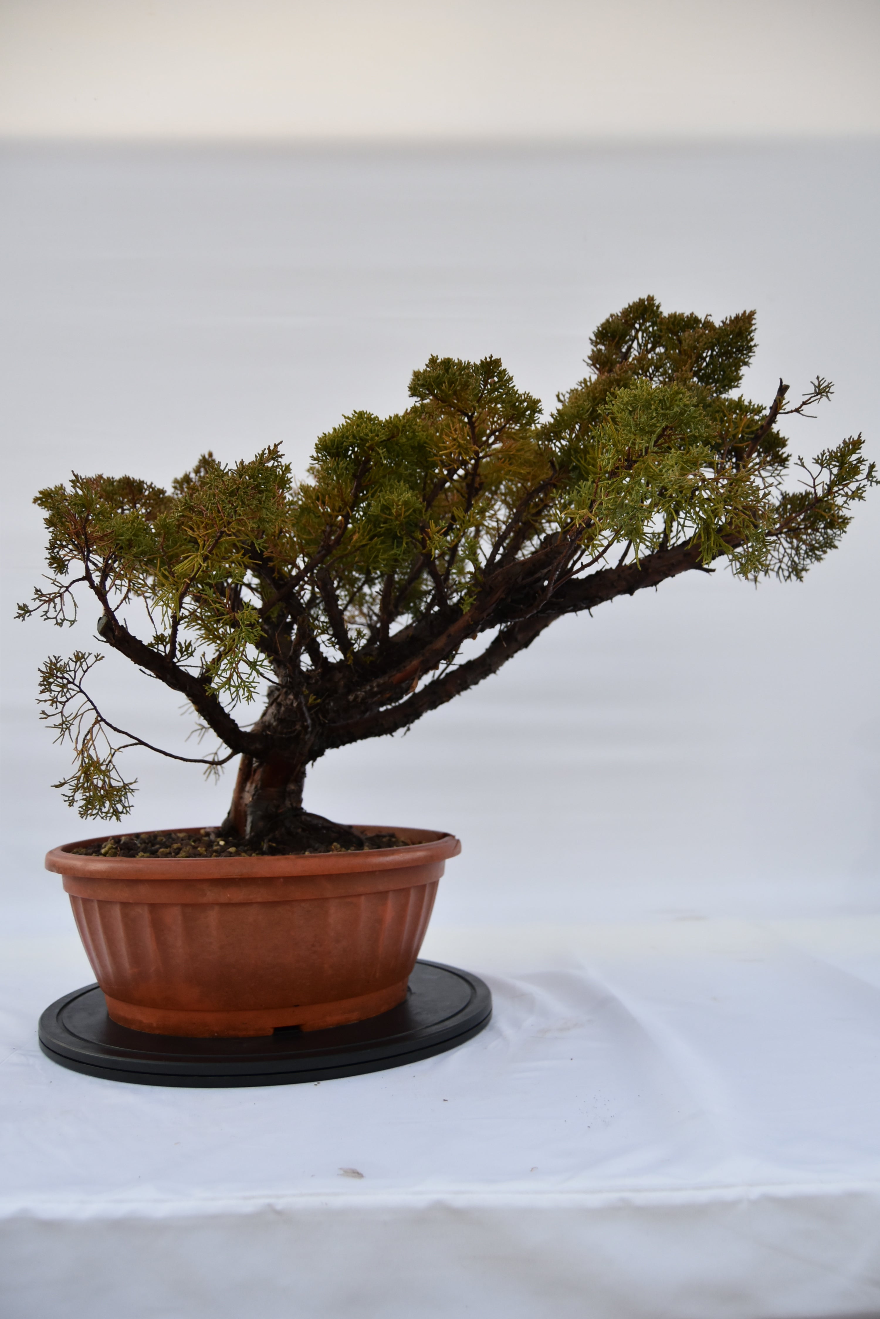 Ginepro Kishu € 380 | La Gemma del bonsai