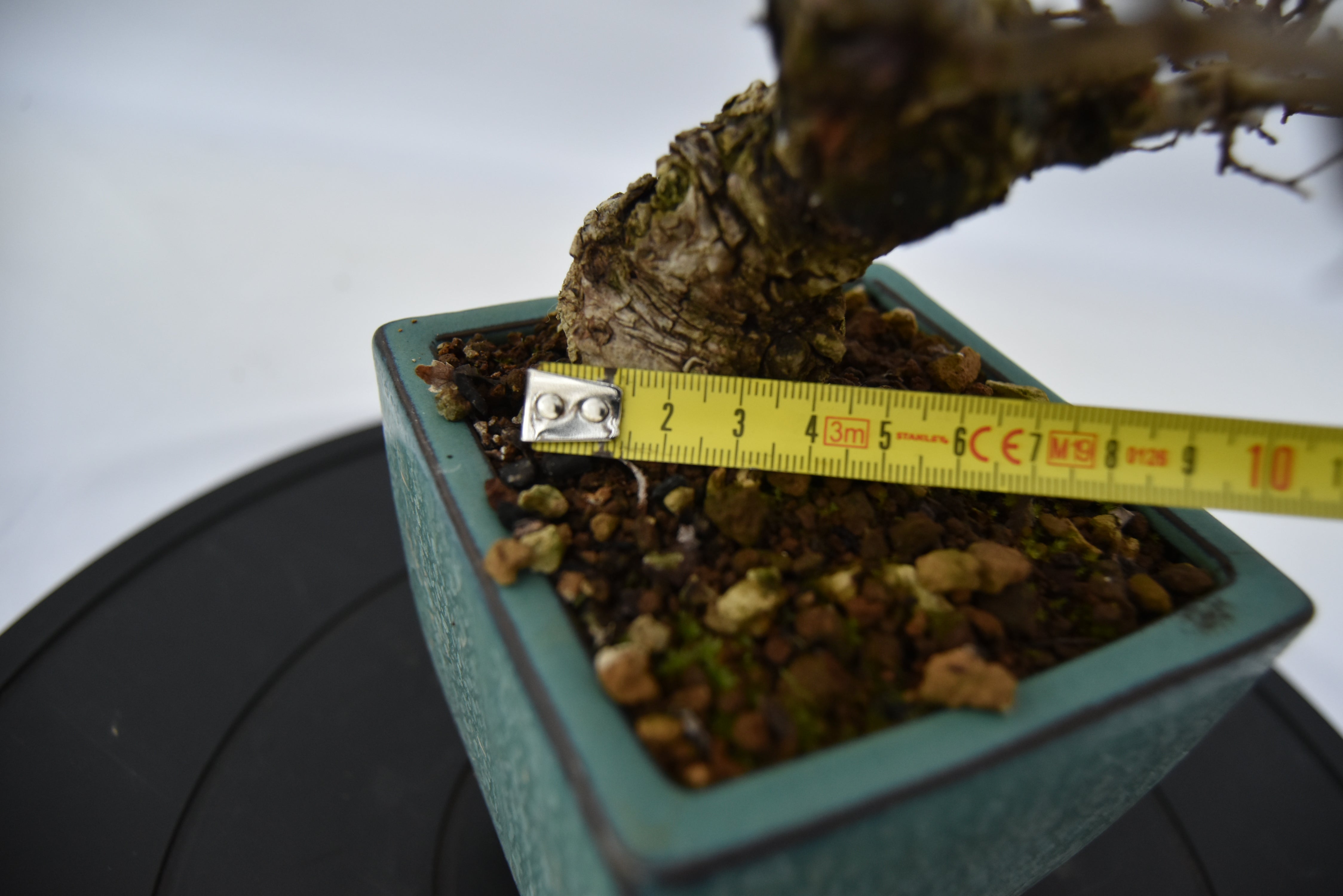Olmo Campestre € 150 | La Gemma del bonsai