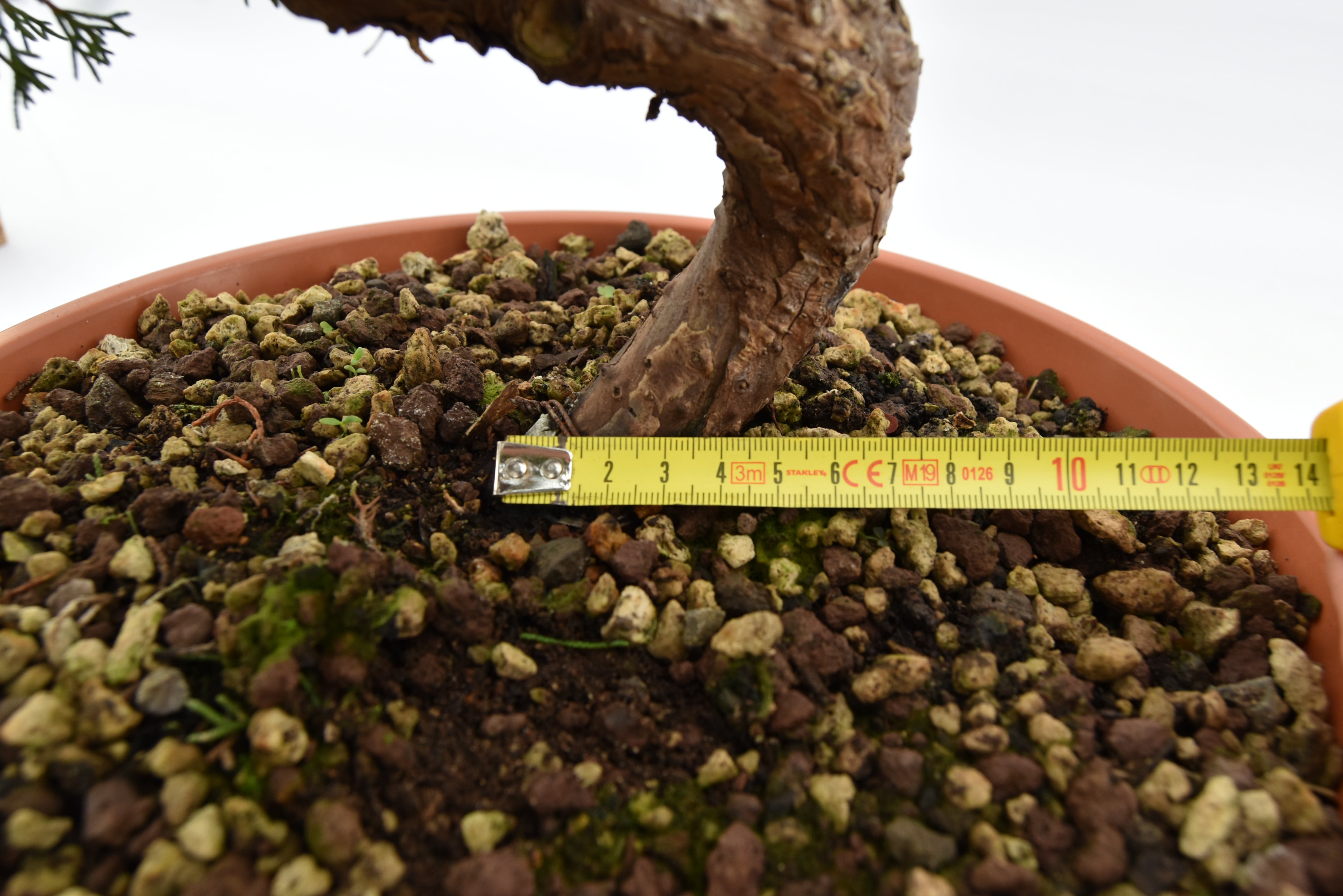 Ginepro Itoigawa € 250 | La Gemma del bonsai