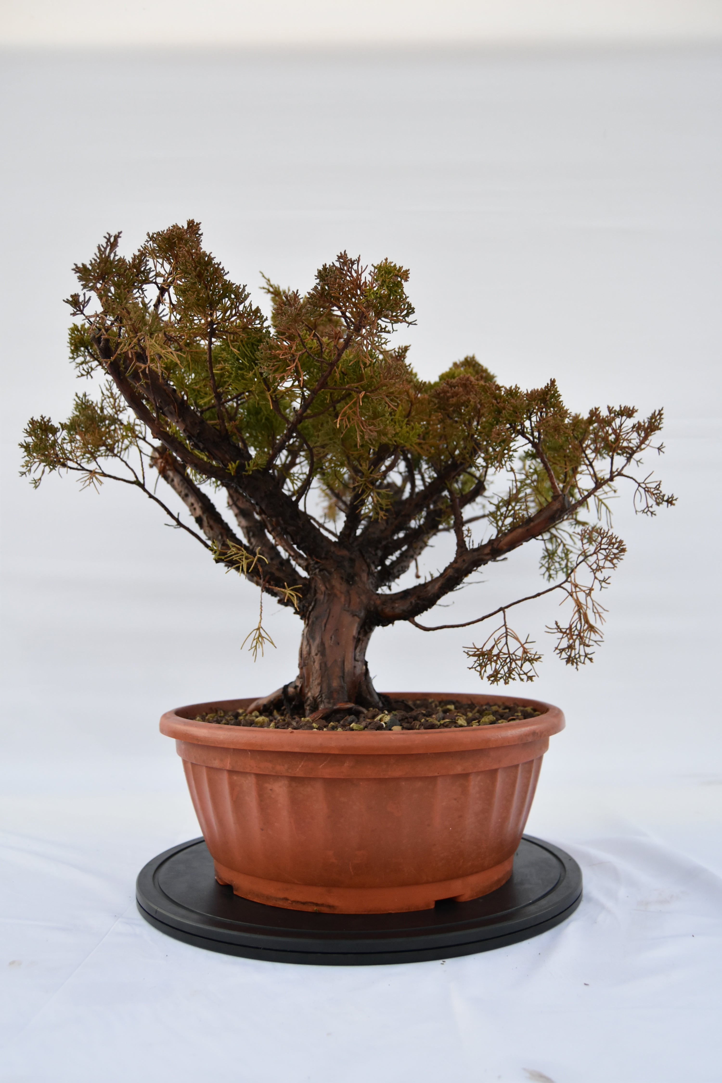 Ginepro Kishu € 380 | La Gemma del bonsai