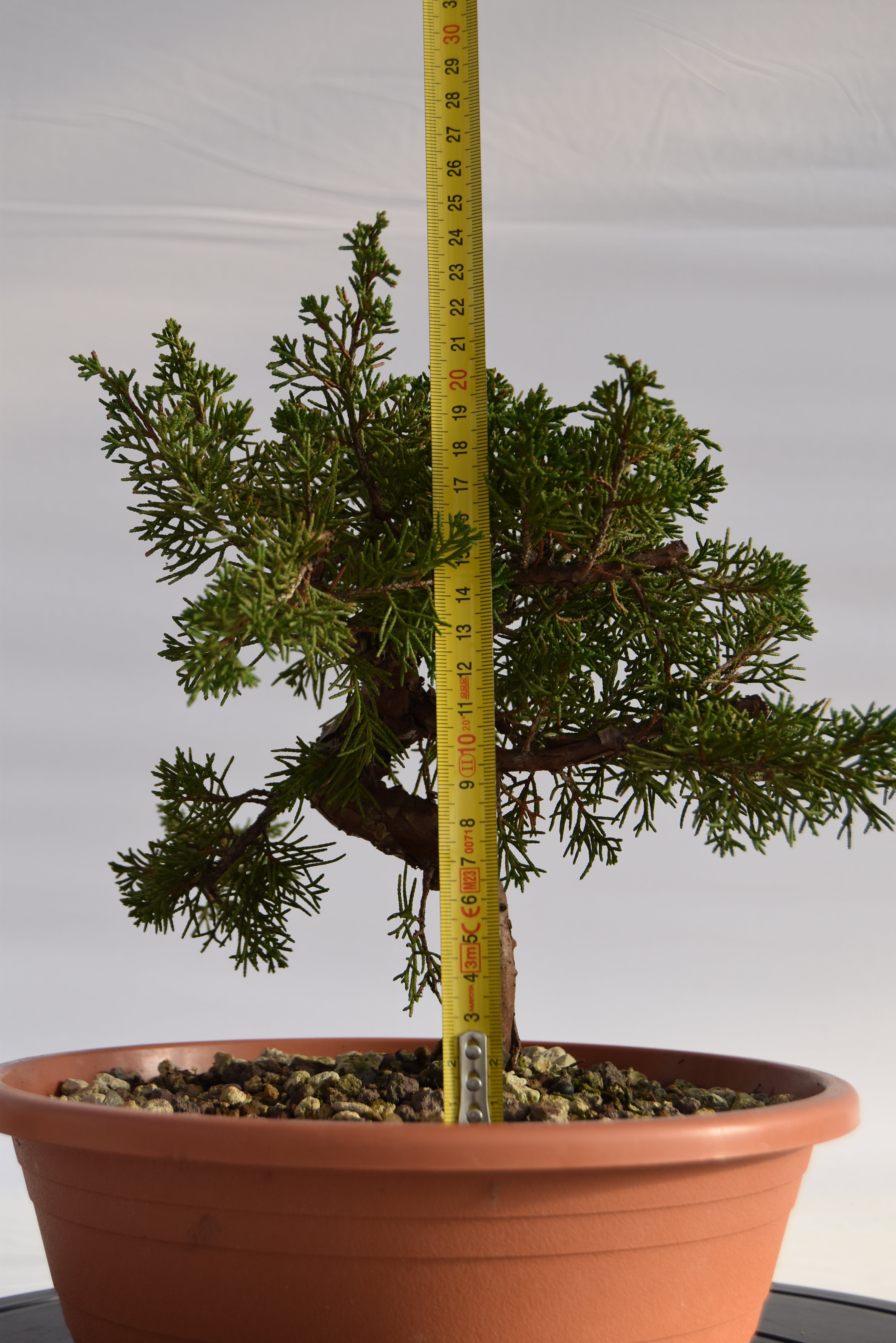Ginepro Itoigawa € 50 | La Gemma del bonsai
