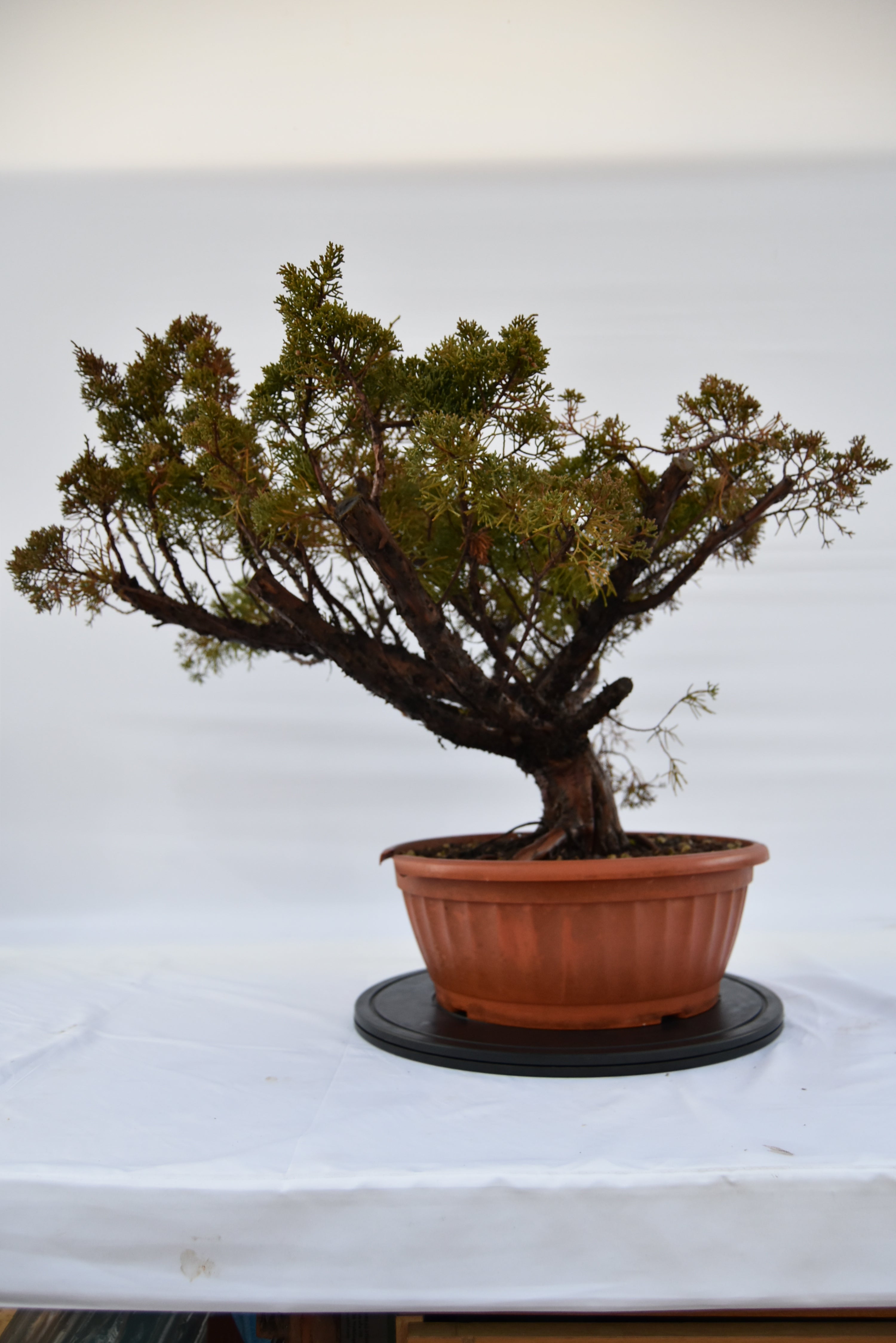 Ginepro Kishu € 380 | La Gemma del bonsai