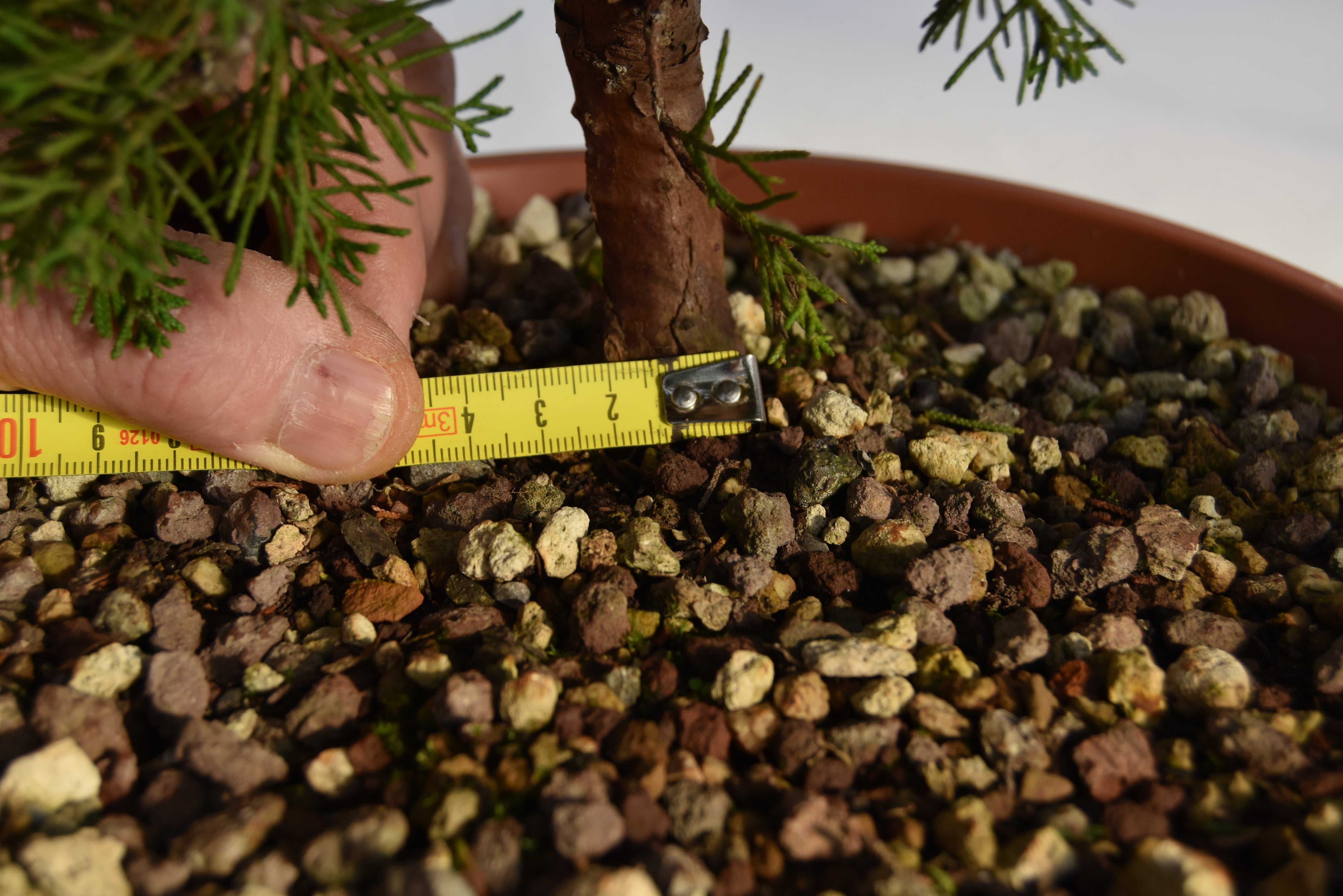 Ginepro Itoigawa € 50 | La Gemma del bonsai