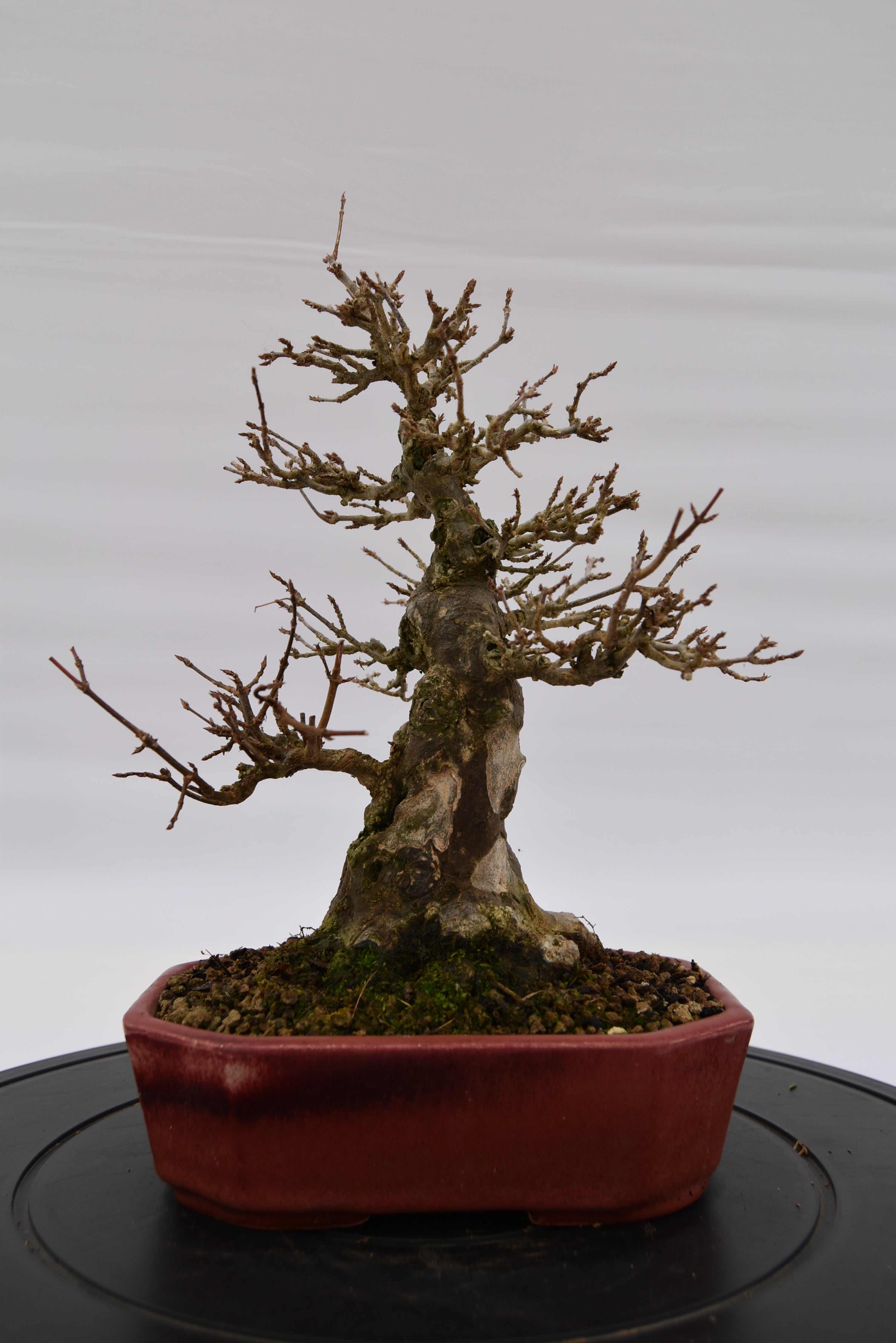 Acero Tridente € 2.200 | La Gemma del bonsai