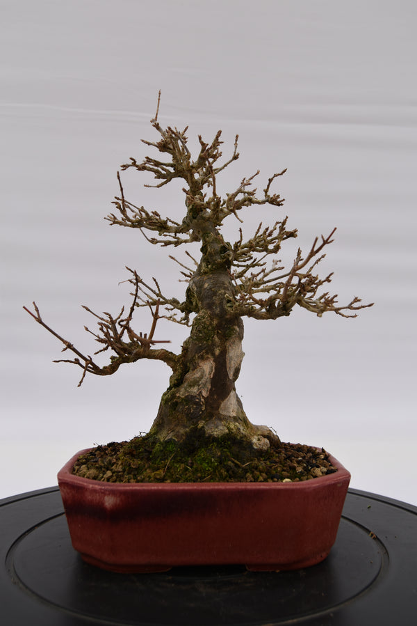 Acero Tridente € 2.200 | La Gemma del bonsai