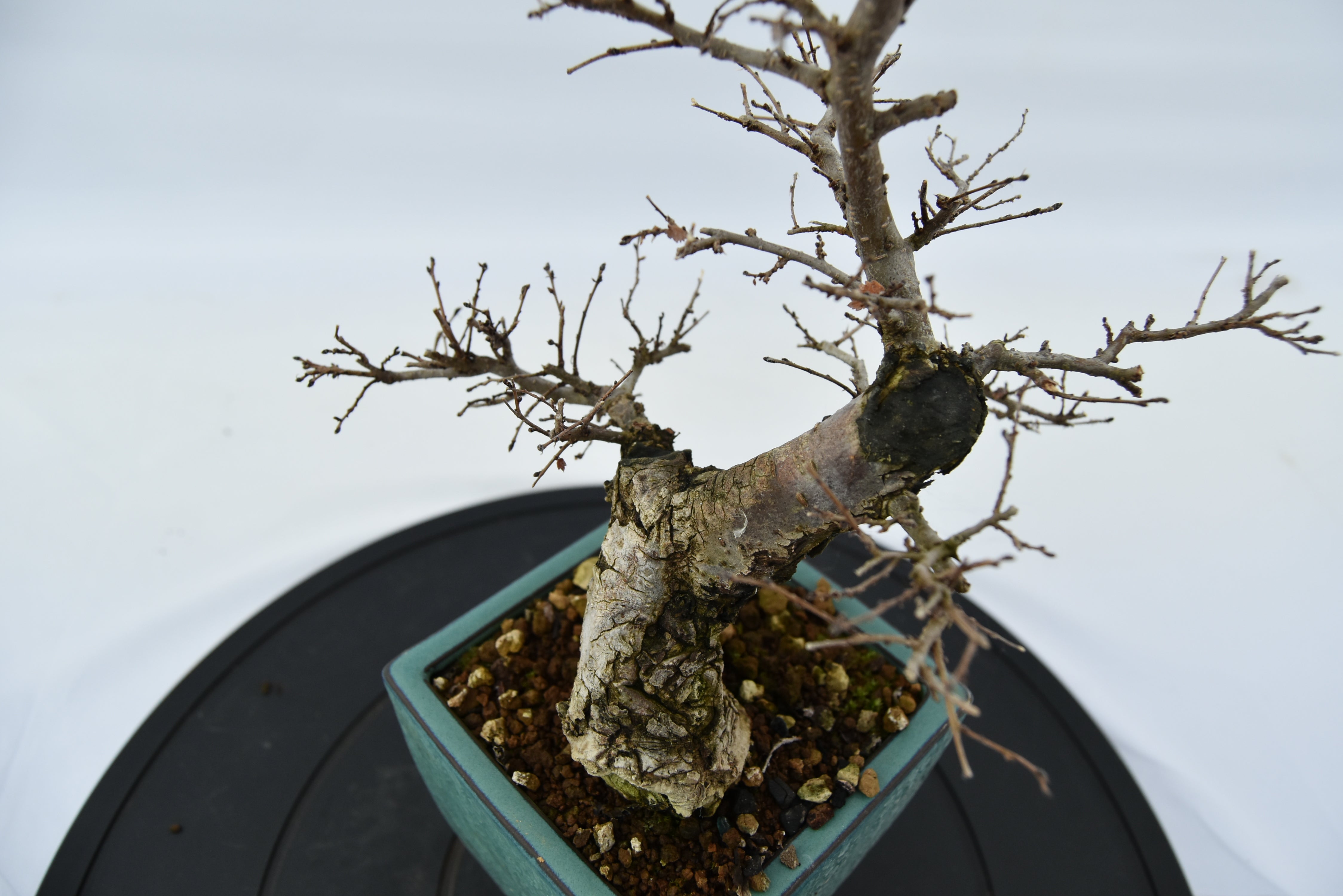 Olmo Campestre € 150 | La Gemma del bonsai