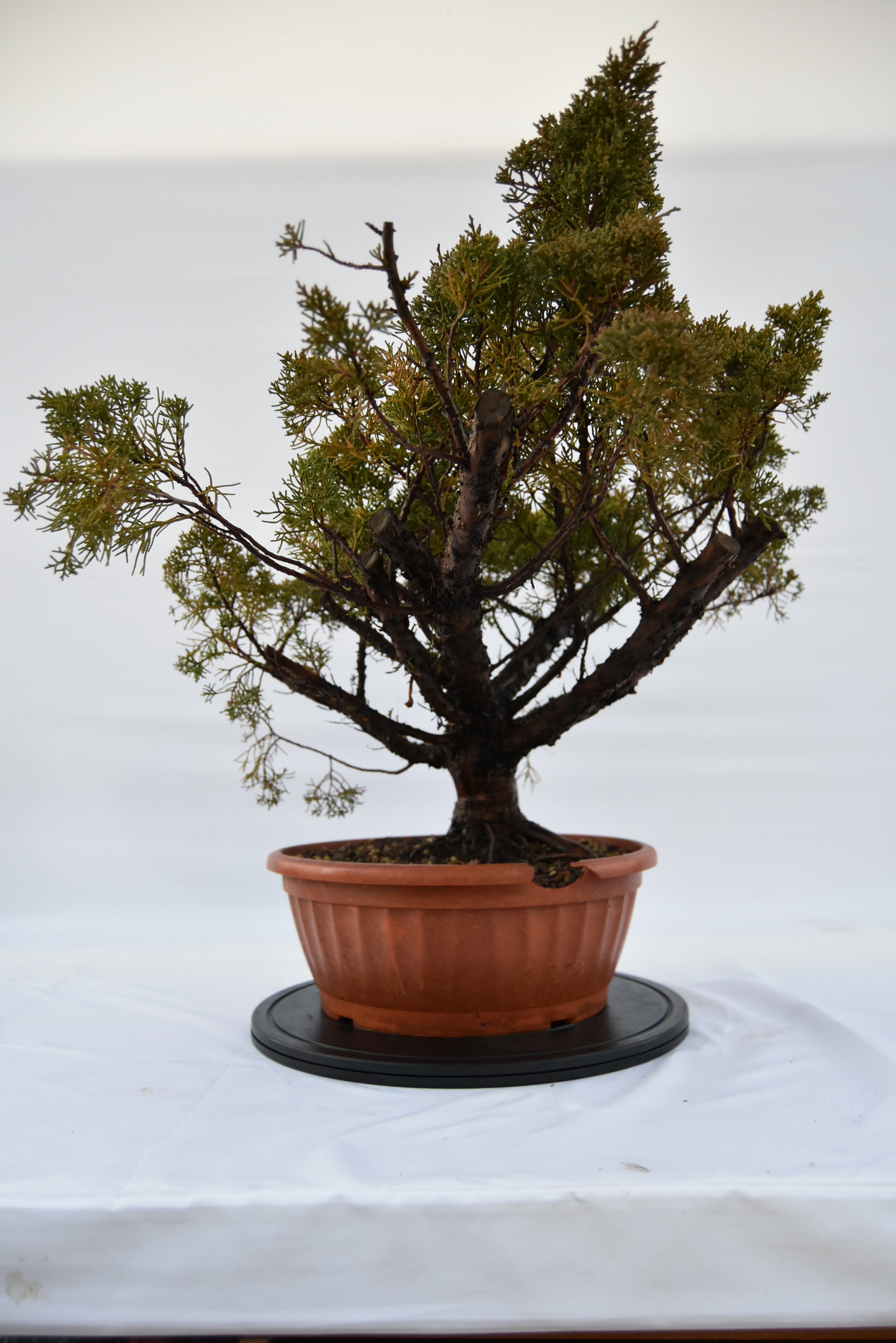 Ginepro Kishu € 380 | La Gemma del bonsai