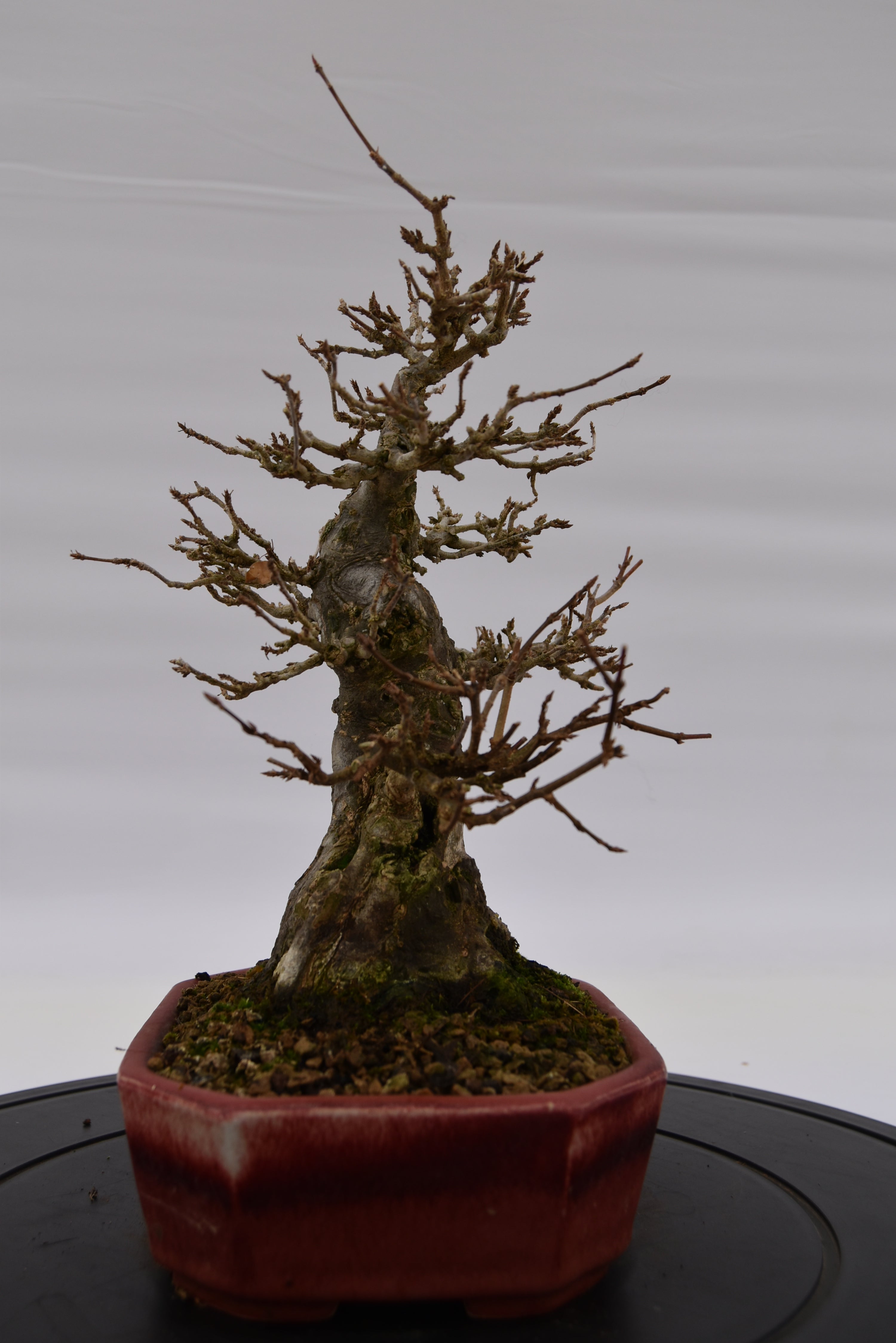 Acero Tridente € 2.200 | La Gemma del bonsai