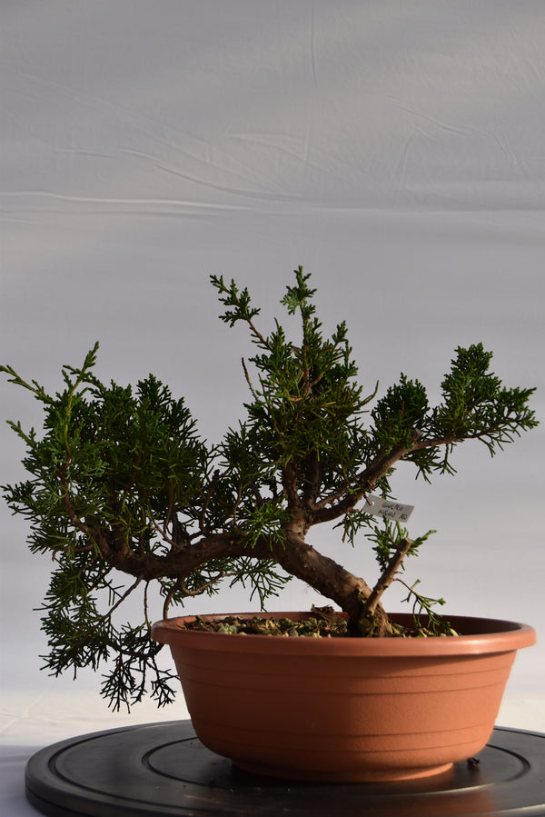 Ginepro Kishu € 160 | La Gemma del bonsai