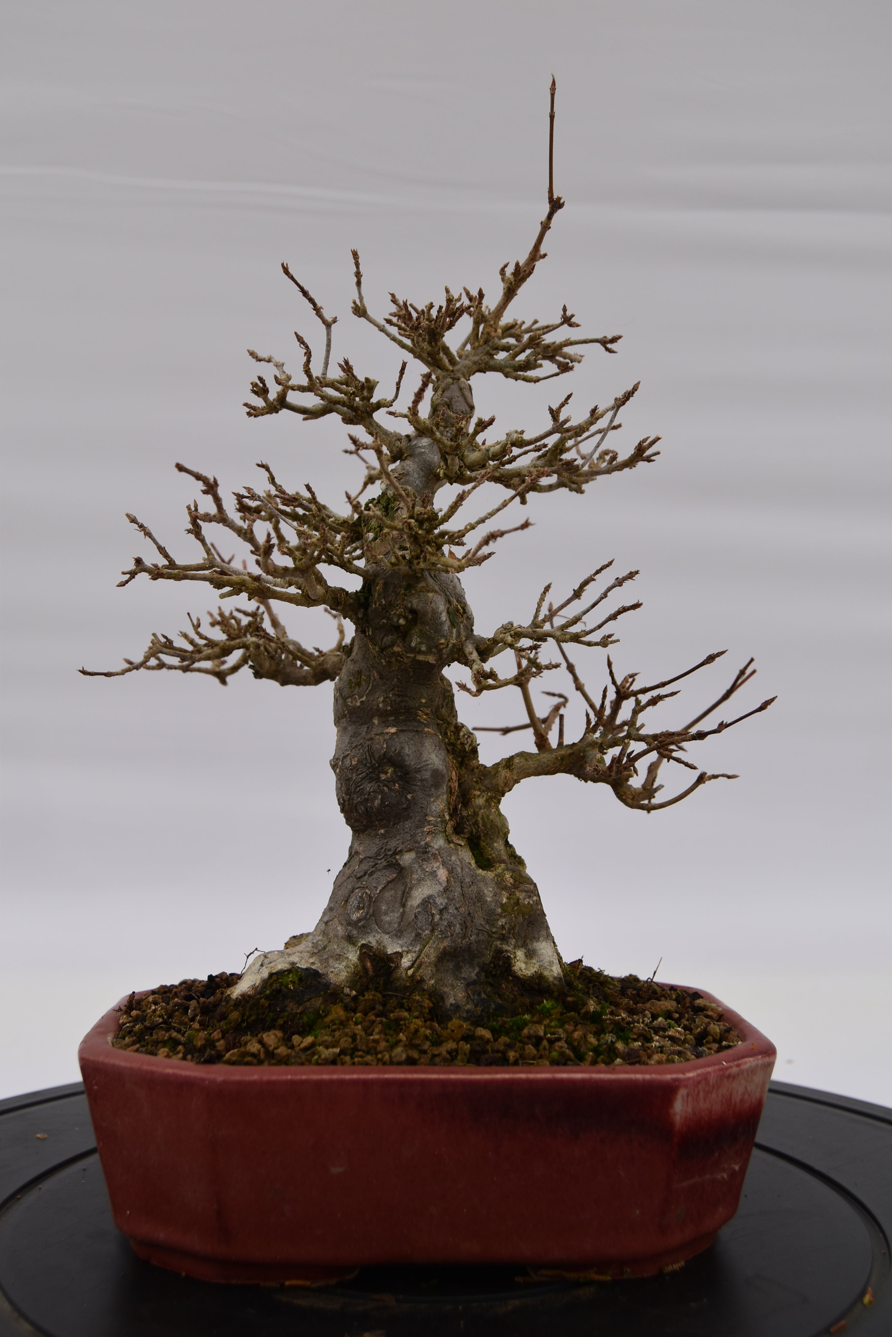 Acero Tridente € 2.200 | La Gemma del bonsai