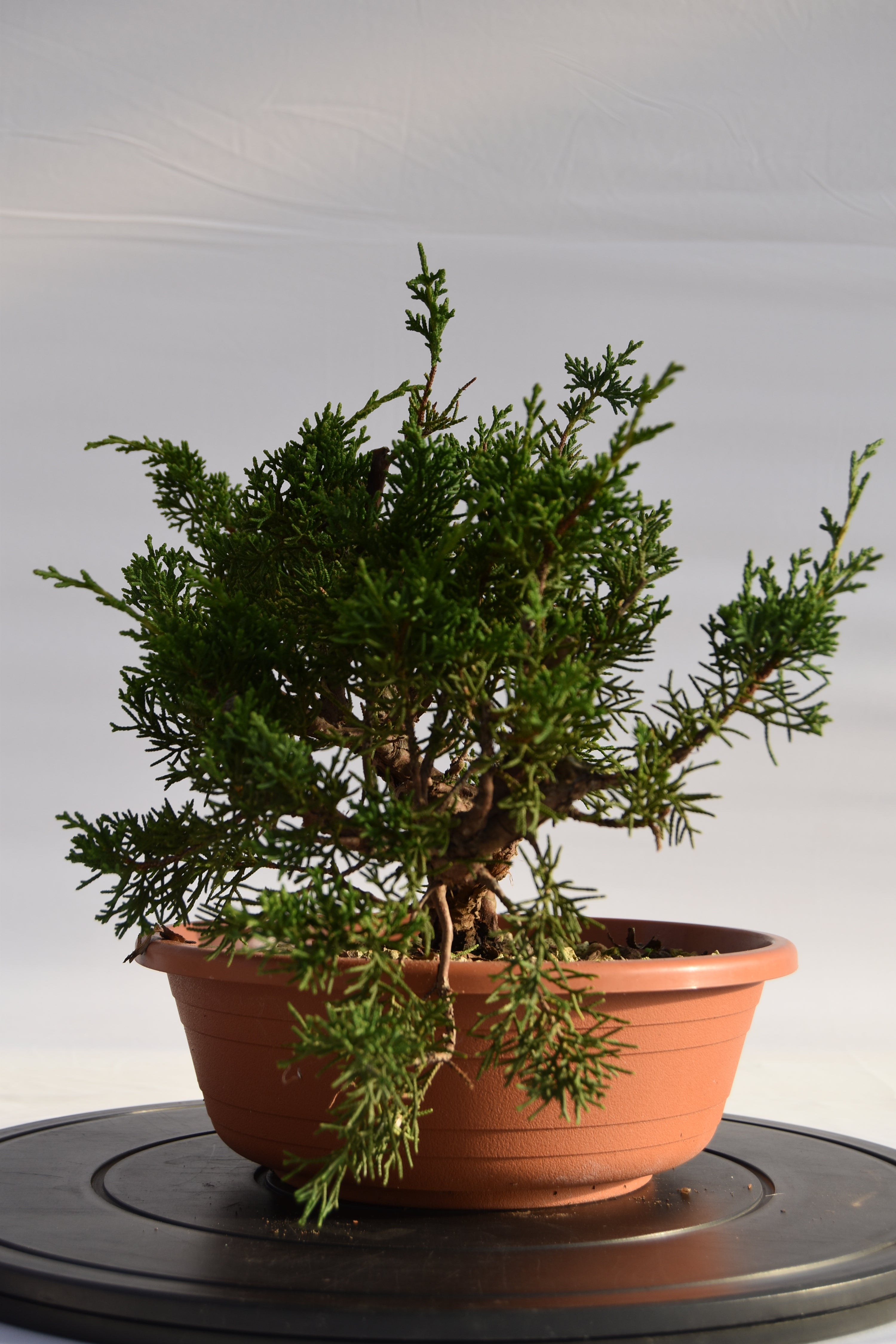 Ginepro Kishu € 160 | La Gemma del bonsai