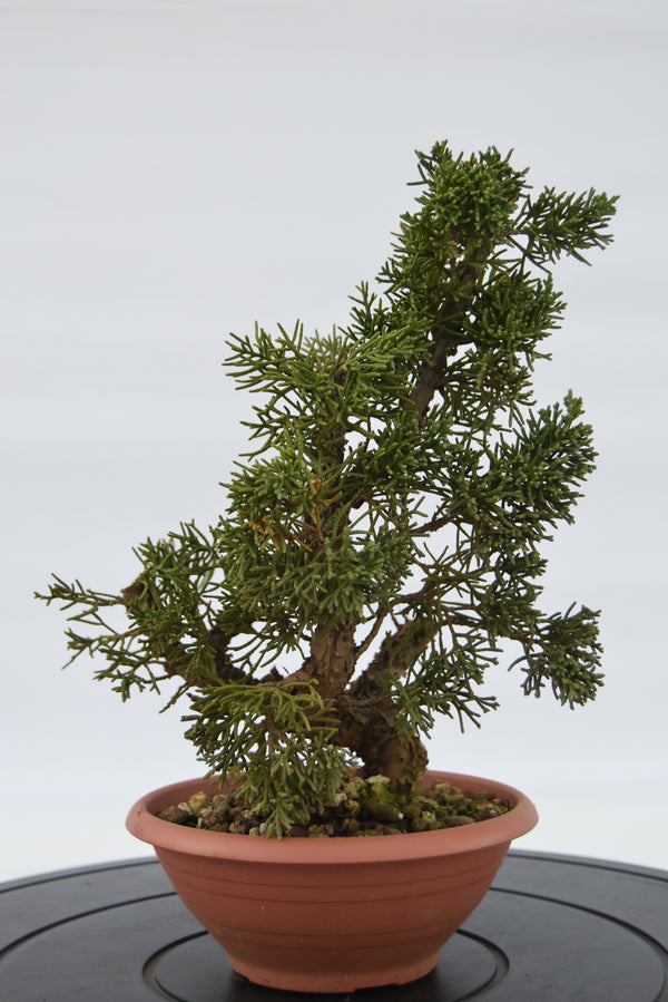 Ginepro Kishu € 40 | La Gemma del bonsai