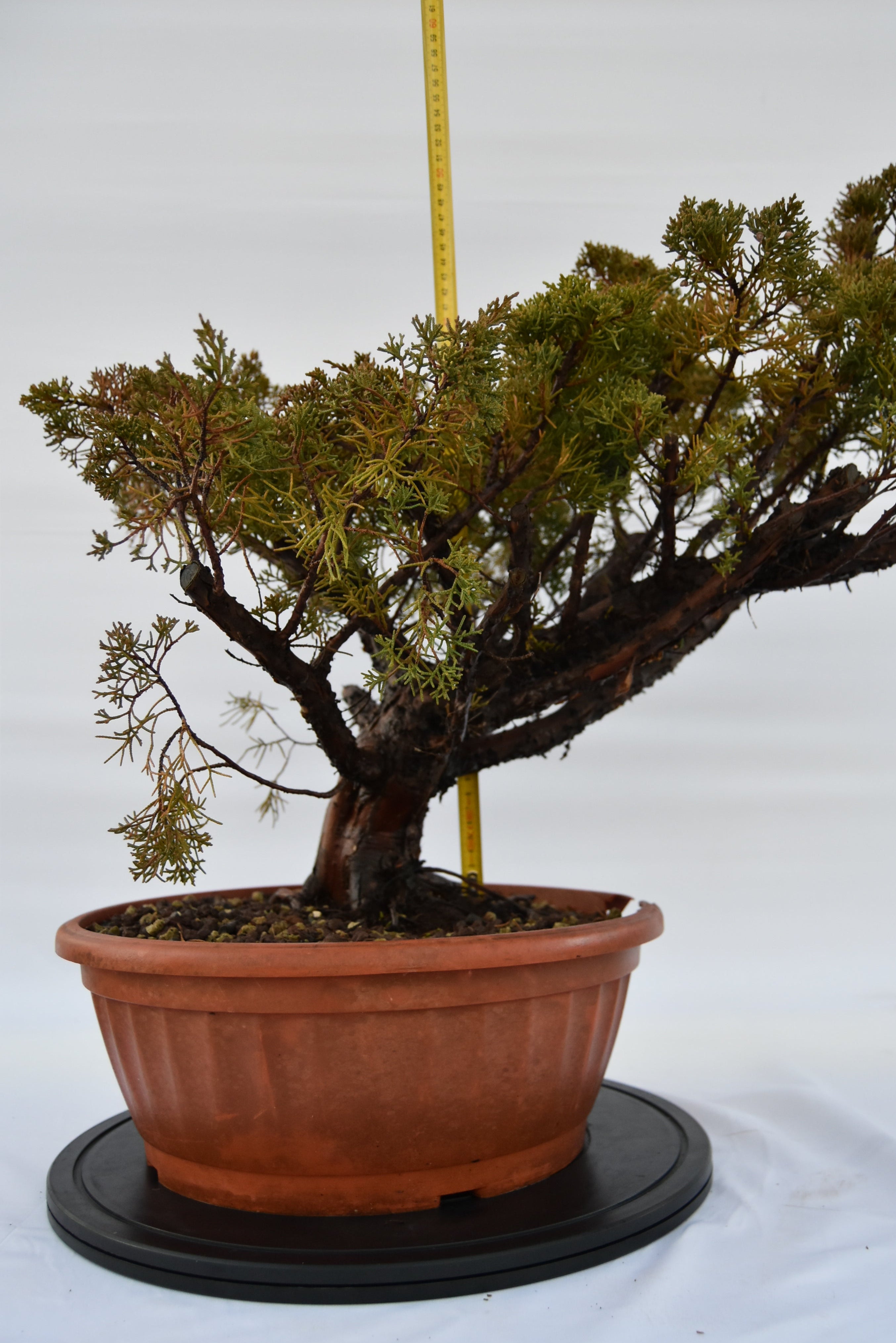 Ginepro Kishu € 380 | La Gemma del bonsai