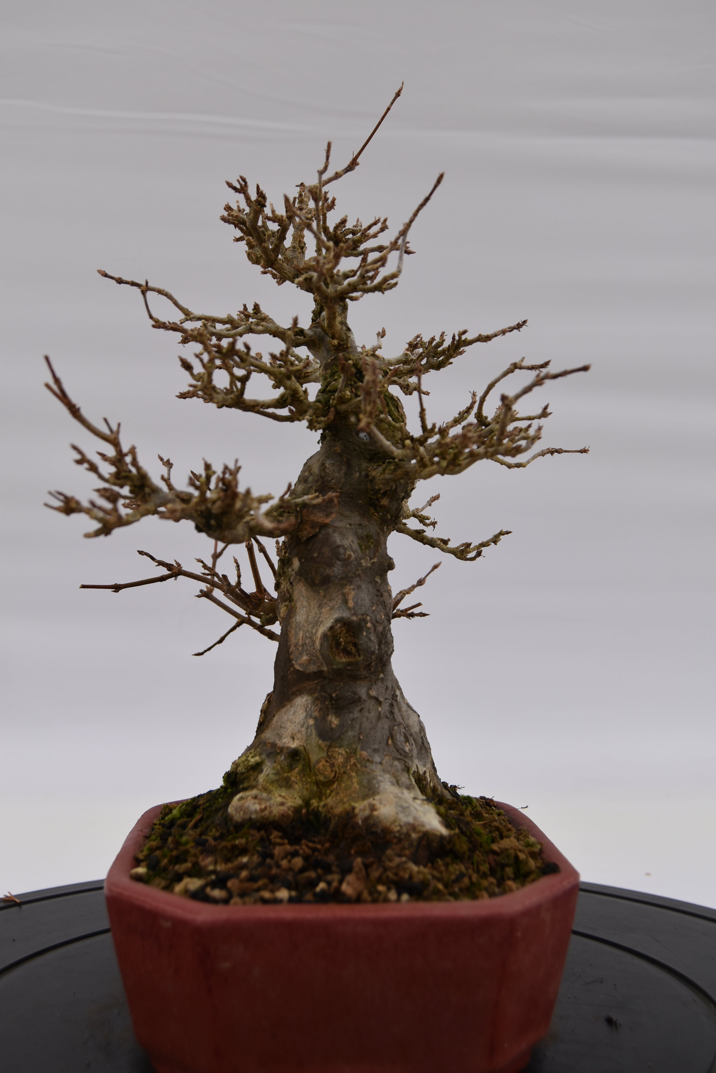 Acero Tridente € 2.200 | La Gemma del bonsai