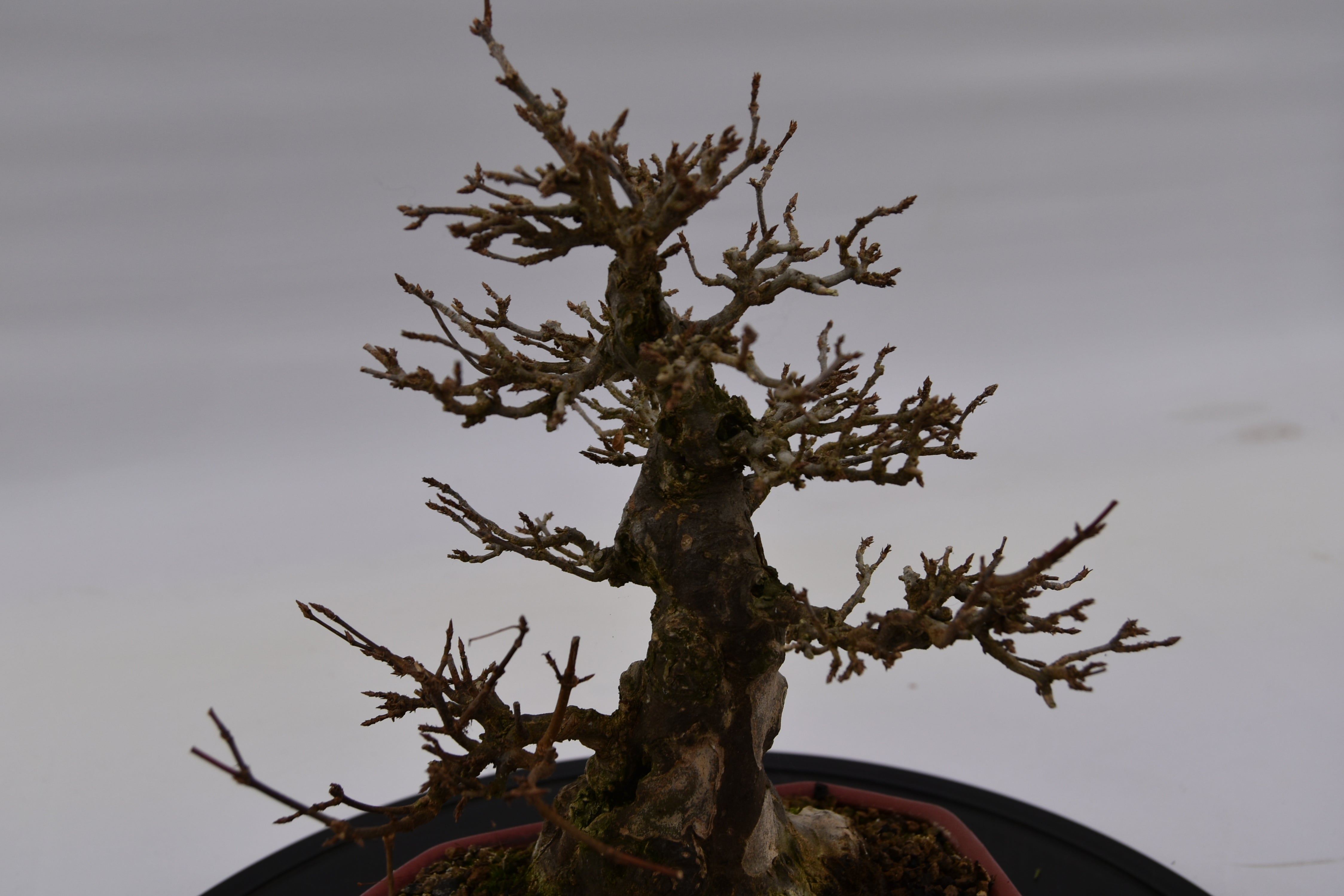 Acero Tridente € 2.200 | La Gemma del bonsai