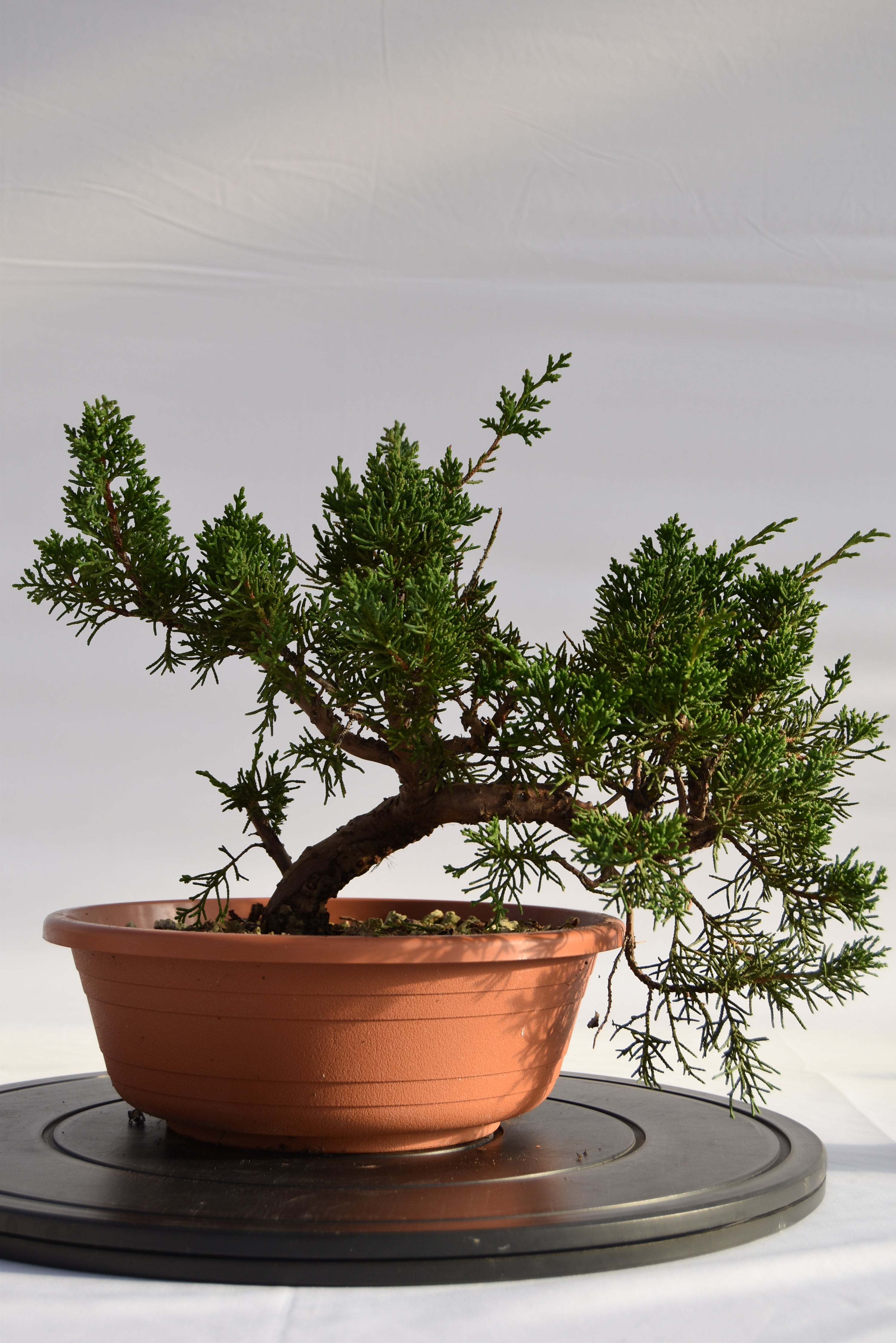 Ginepro Kishu € 160 | La Gemma del bonsai