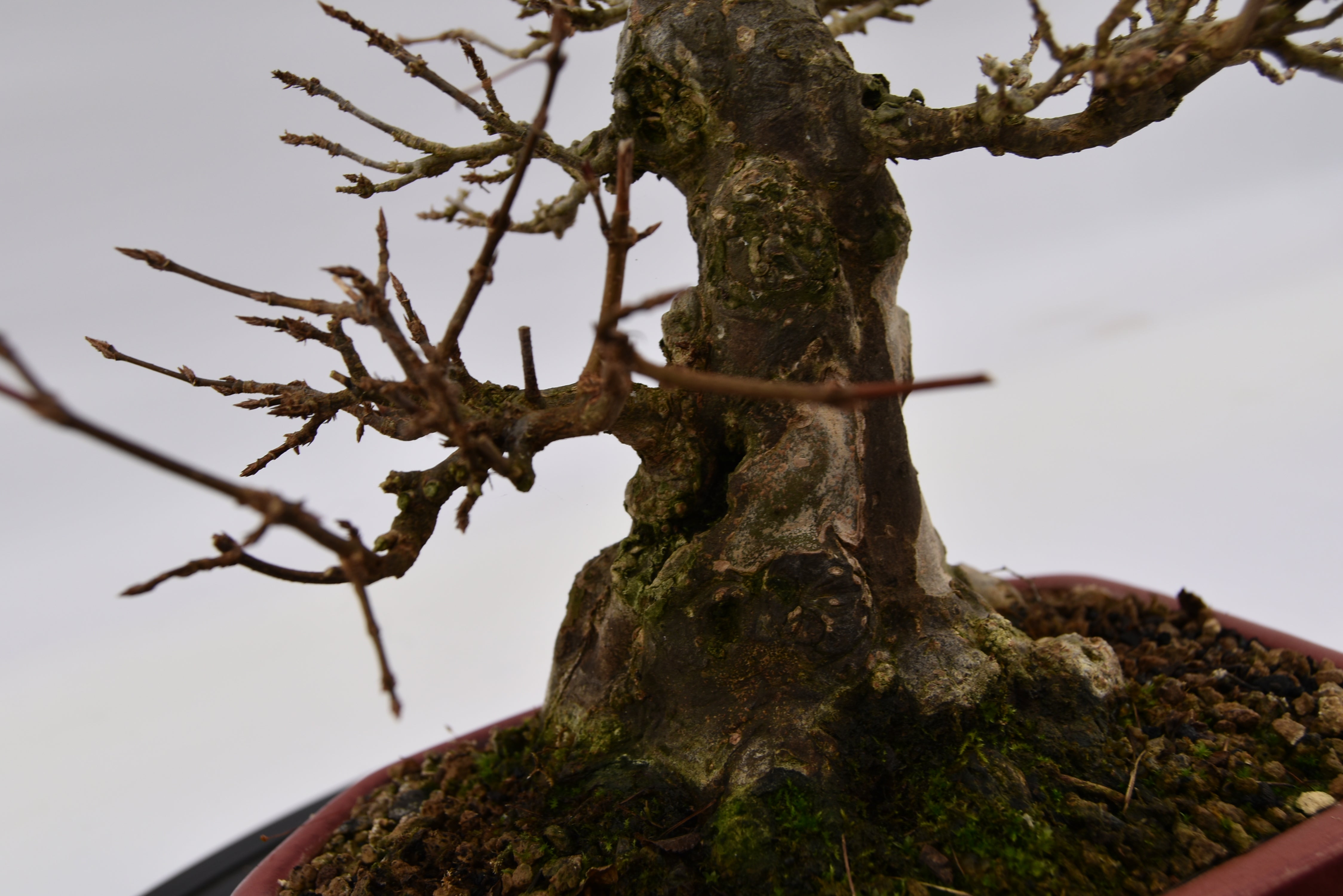 Acero Tridente € 2.200 | La Gemma del bonsai